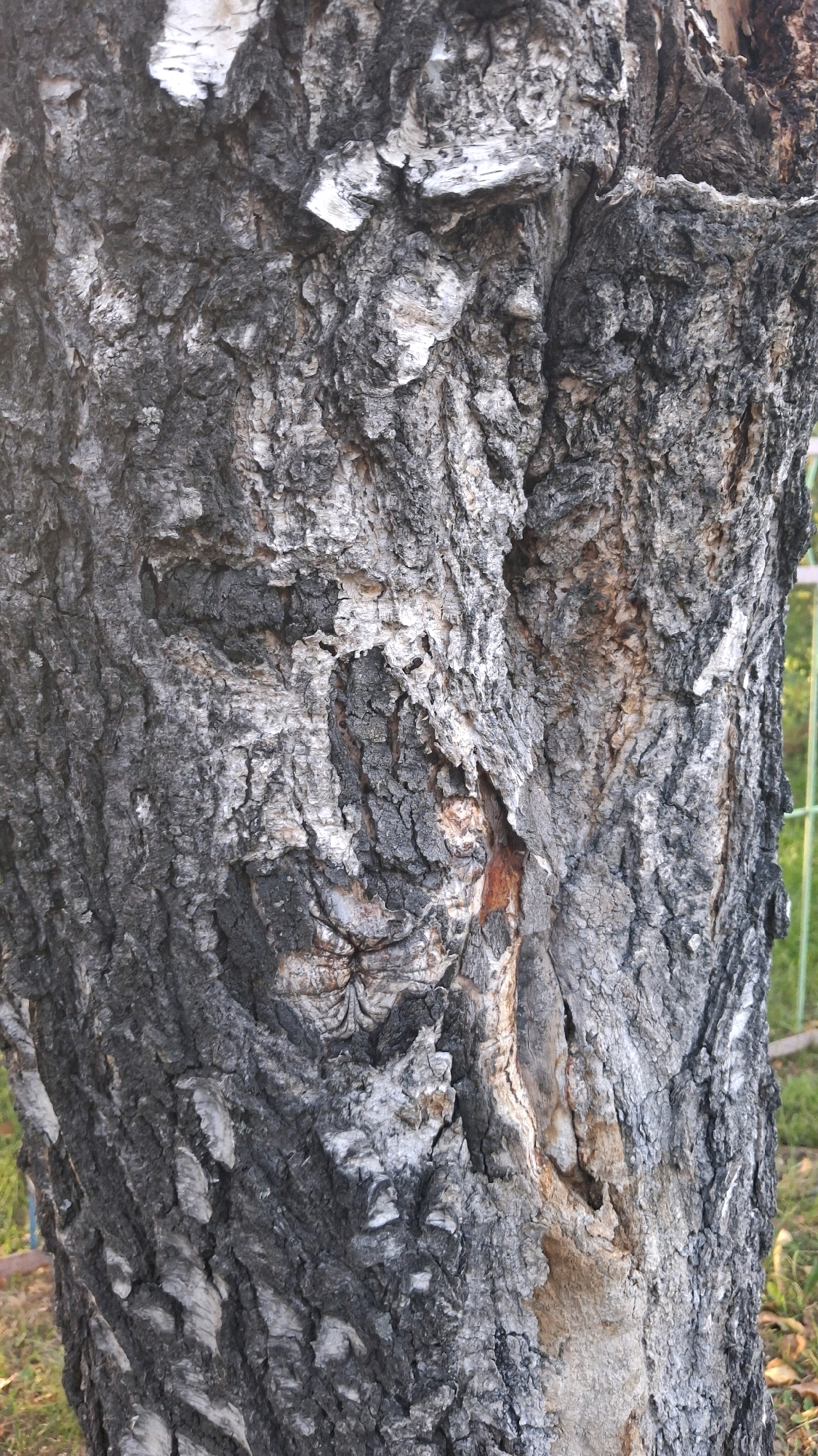 The image shows a close-up view of the bark of a tree, likely a birch tree, in Novosibirsk, Russia. The bark is predominantly gray with patches of white and some darker, almost black areas. The texture is rough and deeply furrowed, with peeling sections and exposed wood in places. There are signs of age and weathering on the bark. In the background, blurred green and yellow elements suggest vegetation and possibly a fence, indicating an outdoor setting. The overall impression is of an old, weathered tree trunk.