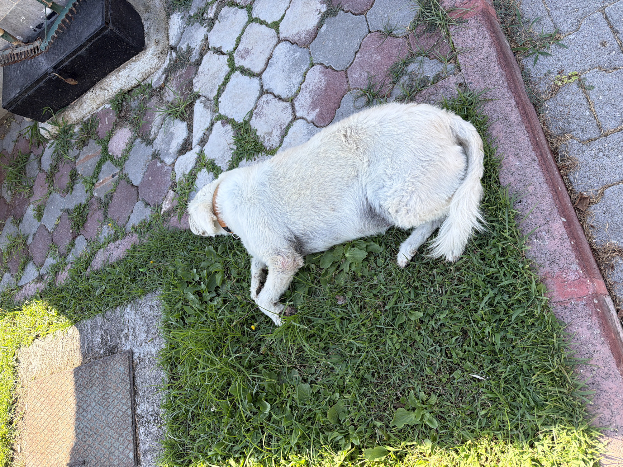 A white dog is lying down in the grass on the side of a street with patterned paving stones in Kemer, Turkey. The dog has a brown collar and appears to be sleeping. In the background, there is a metal utility cover and a black metal box with a rusty gear. The environment is sunny and the ground is a mix of grass, paving stones, and a red curb.