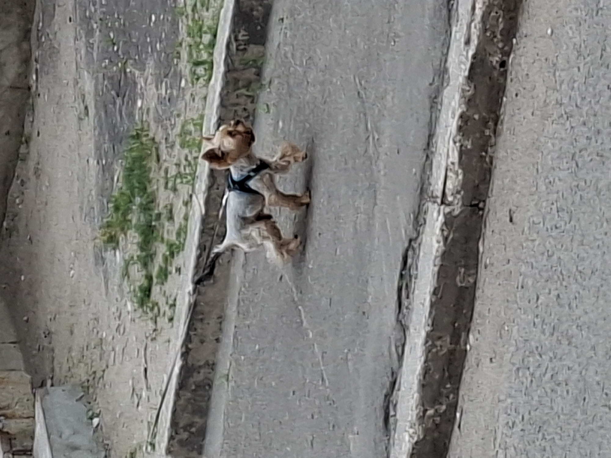 In Grigorovo, Russia, a small, light-brown Yorkshire Terrier is walking on a paved surface. The dog is wearing a dark harness and is attached to a leash that trails behind it. The dog's fur is trimmed short on its body and longer on its legs and face. The ground consists of asphalt with a concrete curb in the foreground and background. Scattered patches of green grass are visible on the ground behind the dog, and a stone or concrete structure is present in the upper left corner of the image.