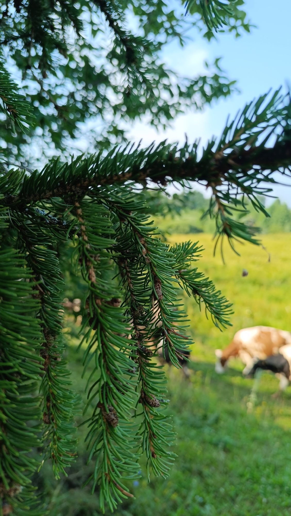 A close-up shot of vibrant green pine branches hangs in the foreground, their needles sharp and detailed. In the blurred background, a pastoral scene unfolds. Two cows, one predominantly brown and white and the other black, graze peacefully in a sun-drenched meadow. The field is lush with green grass and dotted with what appear to be small wildflowers. The sky above is a clear, bright blue. The image appears to be taken in the vicinity of Karsha, Russia, capturing a serene moment in a natural, rural setting.