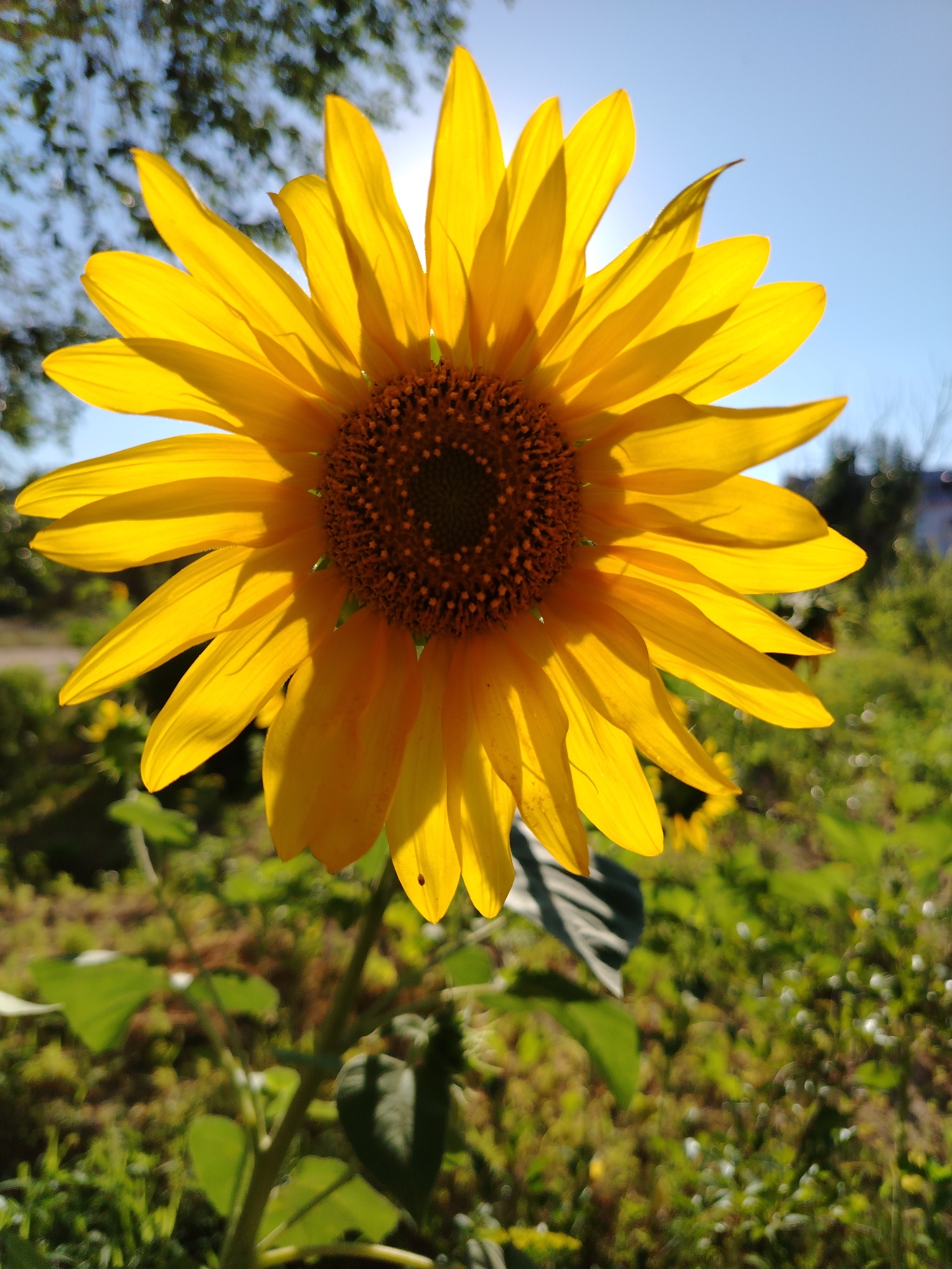 A close-up, low-angle shot shows a vibrant yellow sunflower in the foreground, facing the camera. The sunflower's petals are bright and catch the sunlight, with some casting shadows on others. The dark brown center of the flower is detailed and textured. Behind the sunflower, the background is a blur of green foliage and a bright blue sky with sunlight filtering through distant trees. The scene appears to be outdoors, possibly in a garden or field. The image was taken in Baikonur, Kazakhstan.