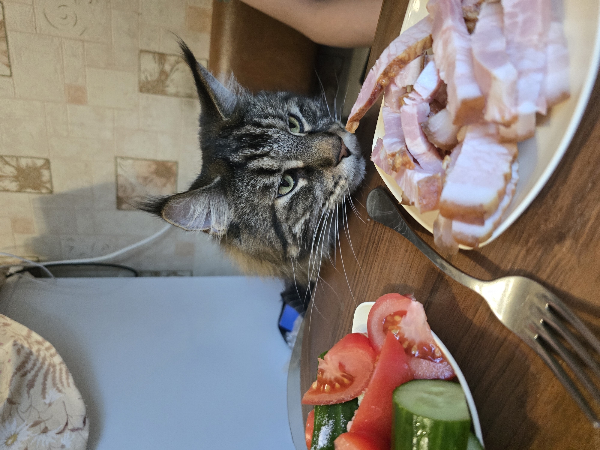 The image captures an indoor scene, likely a domestic kitchen or dining area, focused on a large cat positioned at a wooden table with food.
A domestic cat, exhibiting characteristics consistent with a Maine Coon breed (prominent ear tufts, large size, and a distinct facial structure), is central to the image. The cat has a tabby coat pattern, featuring dark stripes on a grey-brown base, and possesses green-yellow irises. Its head is positioned low, approximately at table height, with its gaze directed intently towards a plate of sliced meat to its right. Long white whiskers extend from its muzzle.
On the wooden table, two white plates of food are presented. The plate on the left contains sliced green cucumbers, some topped with a white granular substance (possibly salt), and red tomato wedges. The plate on the right, which is oval-shaped, holds multiple slices of light pink, cooked or cured meat, resembling bacon or ham, with some pieces displaying browned edges. A silver-colored, four-tined fork is partially visible in the lower-left quadrant, resting on the table.
A portion of a human arm with light skin is visible on the far right of the frame, indicating the presence of a person seated at the table. In the background to the left, a light-colored appliance, possibly a refrigerator or cabinet, is partially obscured by a floral-patterned fabric draped over its top. A white electrical cable runs vertically along the right side of this appliance. The wall behind the table is covered with light-colored, textured wallpaper featuring repeating square-like motifs containing abstract brown designs. The scene appears well-lit, suggesting either natural or artificial illumination.
No visual cues within the image, such as landmarks, specific architectural styles, or discernible text, provide information to confirm the geographic location as Krasnoyarsk, Russia, or any other specific city or country.