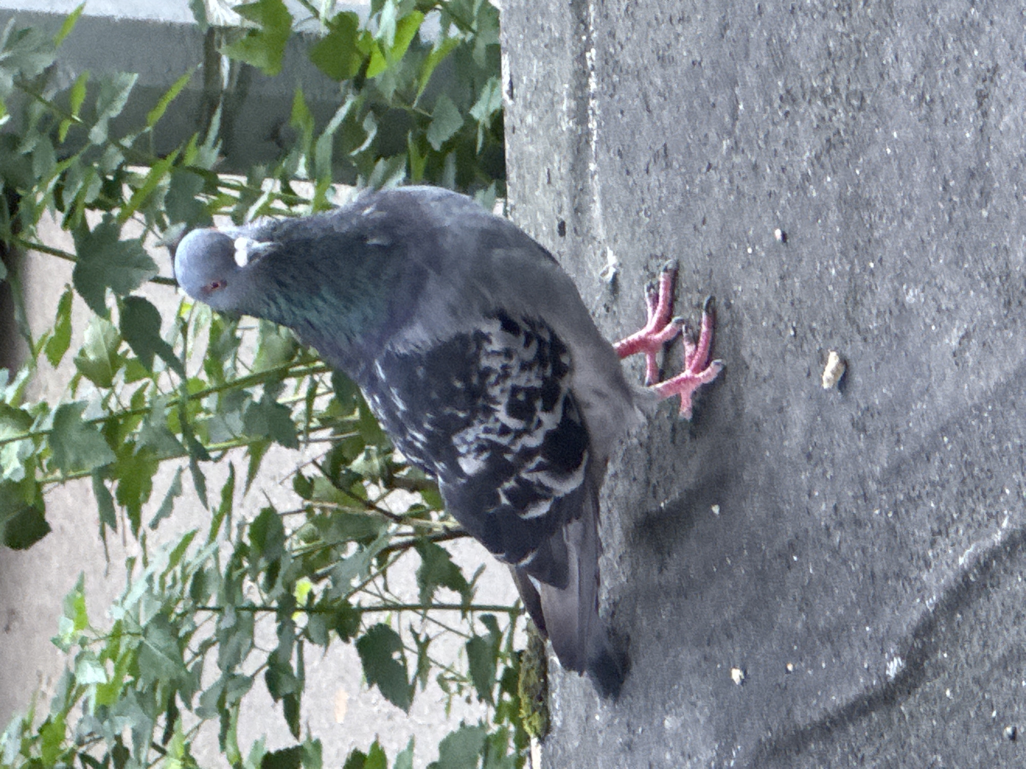 A pigeon stands on a concrete surface. The pigeon is facing the camera, with its head tilted slightly. Its feathers are a mix of gray, black, and white, with iridescent green on its neck. Its legs and feet are bright pink. Behind the pigeon, green foliage is visible. The concrete surface appears worn and speckled with small white particles. The background is blurred, suggesting a shallow depth of field. The scene is outdoors. The image was captured in Dedovsk, Russia.
