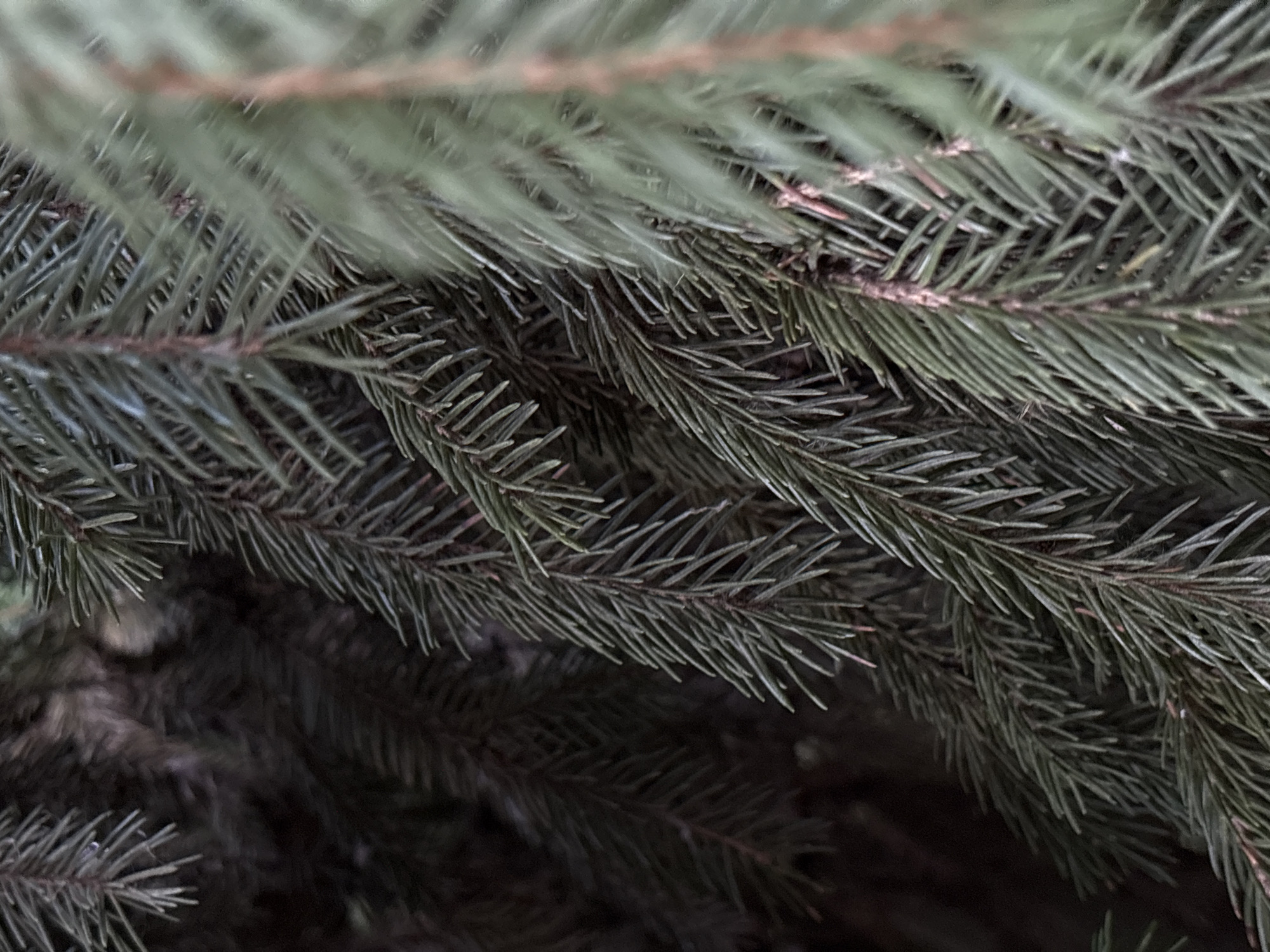 The image is a close-up, detailed shot of evergreen tree branches. The branches are dense with needles, and some are out of focus, creating a sense of depth. The lighting suggests it is daytime, with soft natural light illuminating the needles. The overall impression is one of natural textures and organic forms. There is no indication of the city of Bobrov, Russia, or any human presence within the image.