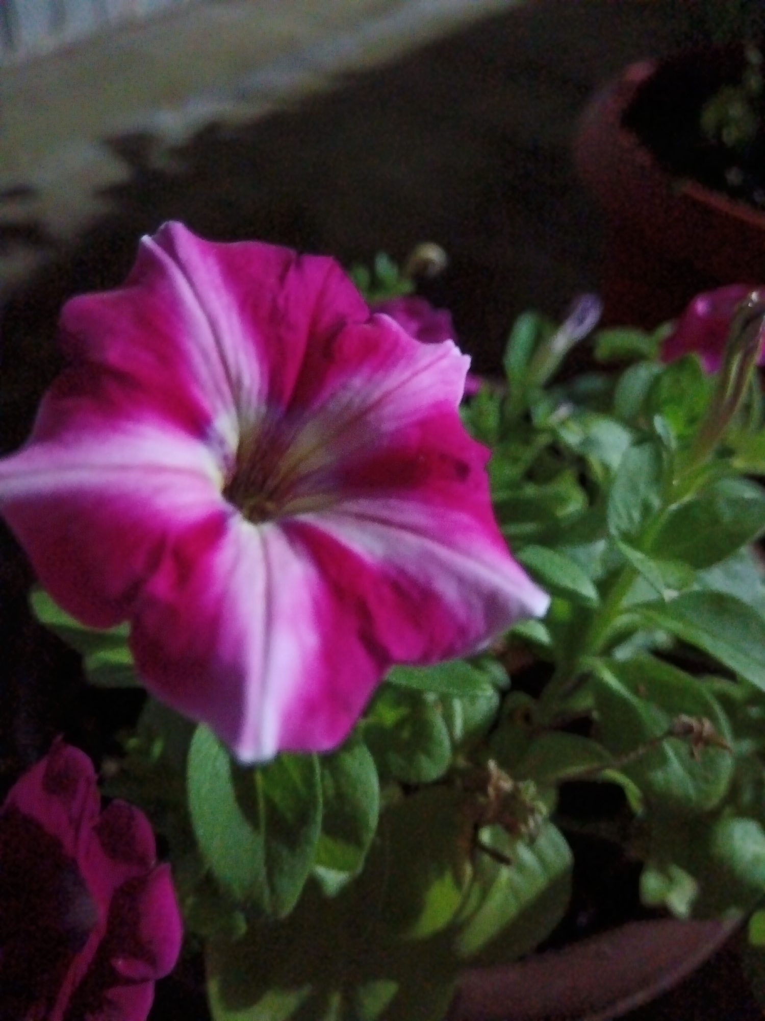 A close-up, low-light photograph captures a pink and white petunia flower in bloom. The flower's petals are a vibrant pink with streaks of white radiating from the center. The bloom is situated in a pot, with green foliage visible in the background. A dark, out-of-focus object, possibly another pot, is also visible in the upper right corner of the image. The overall scene appears to be an outdoor setting, possibly a garden or balcony. The image was taken in the city of Sorochinsk, Russia.