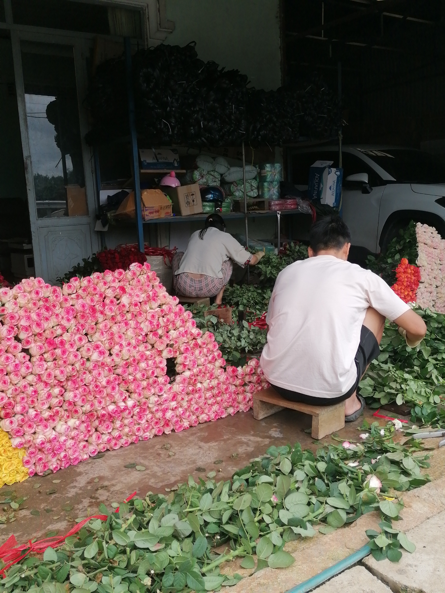 This image depicts a bustling flower processing area, likely at a wholesale market or flower farm in Cam Ly - Đà Lạt, Vietnam. Two individuals are engaged in preparing large quantities of roses, surrounded by vibrant blooms and discarded foliage.
In the foreground and extending to the left, a substantial mound of fresh, pink and white bicolor roses dominates the scene, with a smaller section of yellow roses visible in the bottom left corner. The concrete ground is strewn with green rose leaves and stems, indicating active trimming.
On the left, a person (female), seen from behind, crouches low, appearing to work on a pile of red roses. She wears a light-colored top and plaid shorts. To the right, another person (male), also viewed from the back, is crouched on a small wooden stool, surrounded by rose stems. He wears a light t-shirt and dark shorts. Behind him are piles of orange and lighter pink roses. Both individuals are focused on their task, likely stripping leaves or sorting flowers.
The background features shelving units stocked with various items. These include bundles of dark material (possibly flower wraps), green bales, and several cardboard boxes. Two boxes clearly show the "AQUAFINA" brand name, and one has a "FRAGILE" symbol and an upward arrow. A pink helmet is also visible on a shelf. A portion of a white SUV is parked in the background on the right, and a glass door or window on the left reflects green foliage. Red ribbons and a blue hose lie on the ground among the leaves. The setting suggests a semi-outdoor workspace, operating during daylight hours, characterized by an industrious atmosphere.