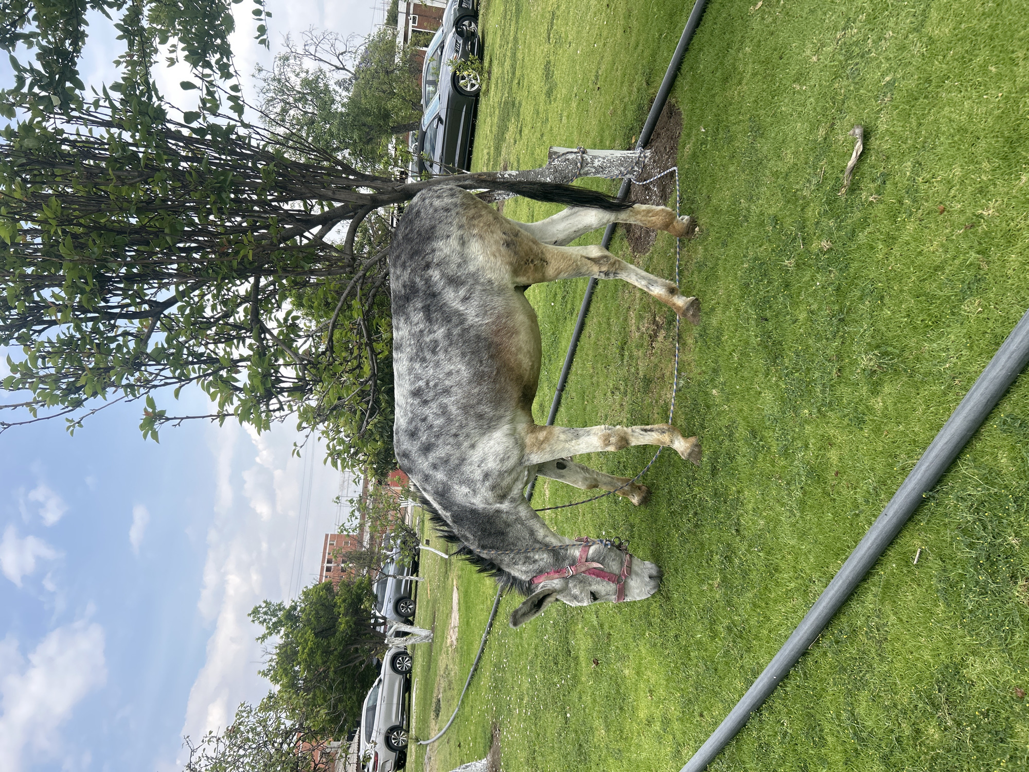 A grey and white horse grazes on a grassy field in an urban area. The horse has a red bridle and is partially obscured by a tree. Several cars are parked in the background. The sky is blue with scattered clouds. A large grey hose lays on the grass.
