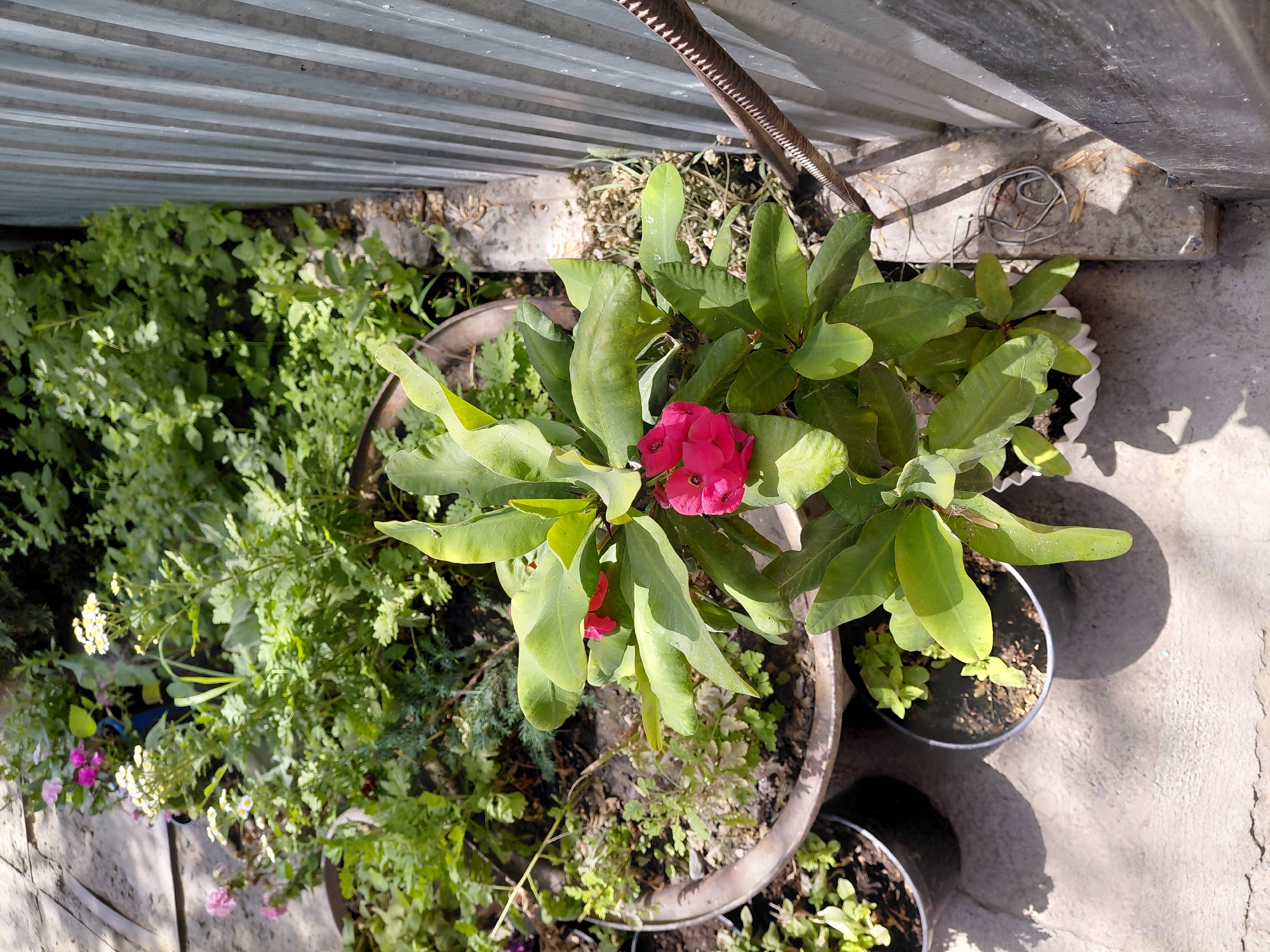 The image depicts a close-up, high-angle view of a potted plant with vibrant pink flowers and large green leaves. The plant is situated outdoors on a concrete surface, casting a distinct shadow. Surrounding the main plant are other potted plants and dense green foliage, suggesting a garden or yard setting. To the right of the frame, a corrugated metal fence runs vertically. The overall scene is bathed in bright sunlight, indicating a daytime setting. The location is identified as Бұлақты, Kazakhstan. There are no people or discernible actions in the image, beyond the static presence of the plants and their surroundings.