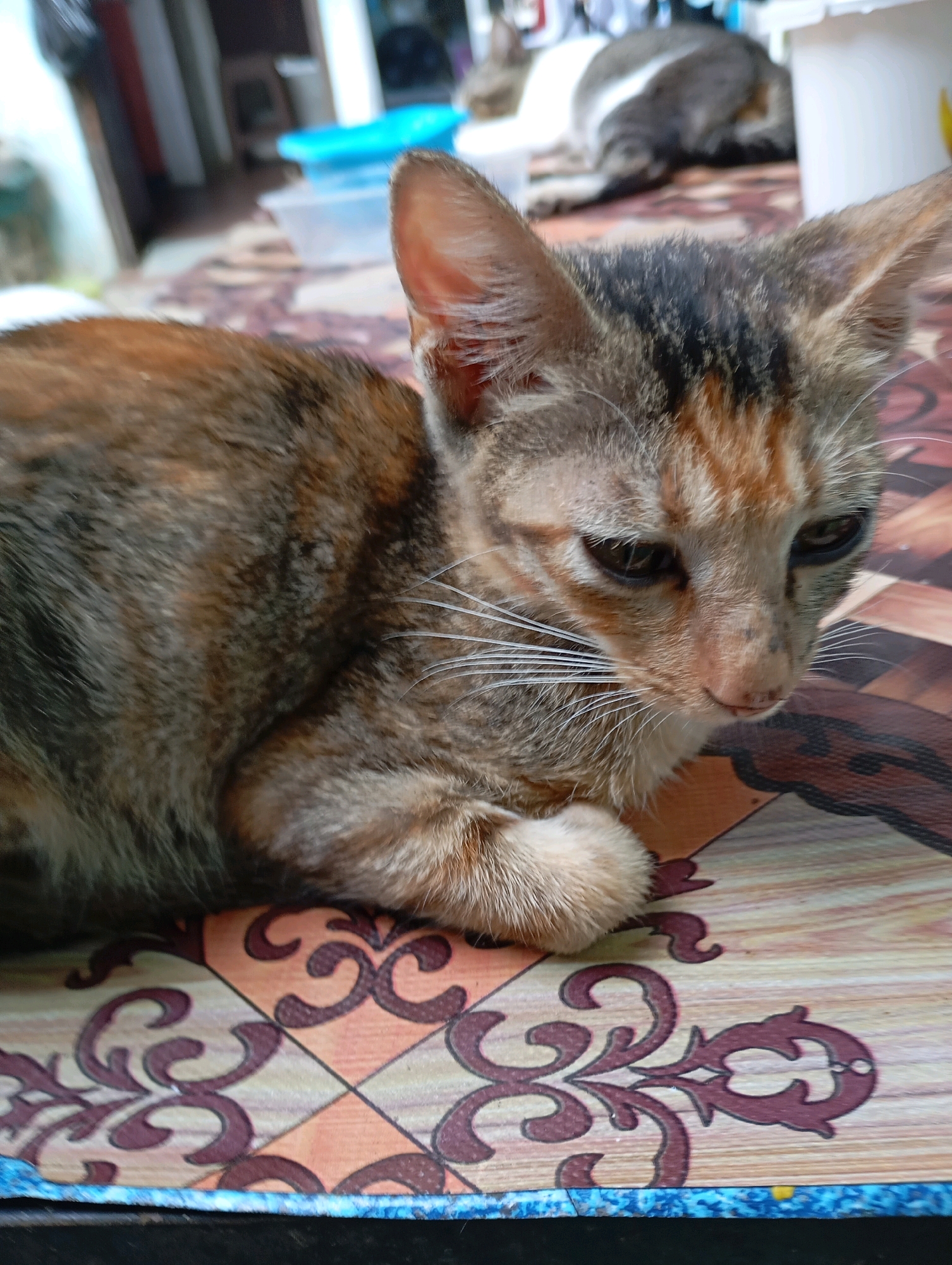 The image shows a young tabby cat with brown, orange, and black markings lying on a table. The cat is in the foreground, with its head turned to the right and its paws tucked under its chest. The table has a patterned surface with brown and orange swirls. In the background, out of focus, is another cat lying down and some household items, including a blue plastic container. The overall setting appears to be an indoor or semi-outdoor area, possibly a residential space. Based on the general aesthetic and the common domestic cat breeds found in the region, this scene could be in the city of Balikpapan, Indonesia.