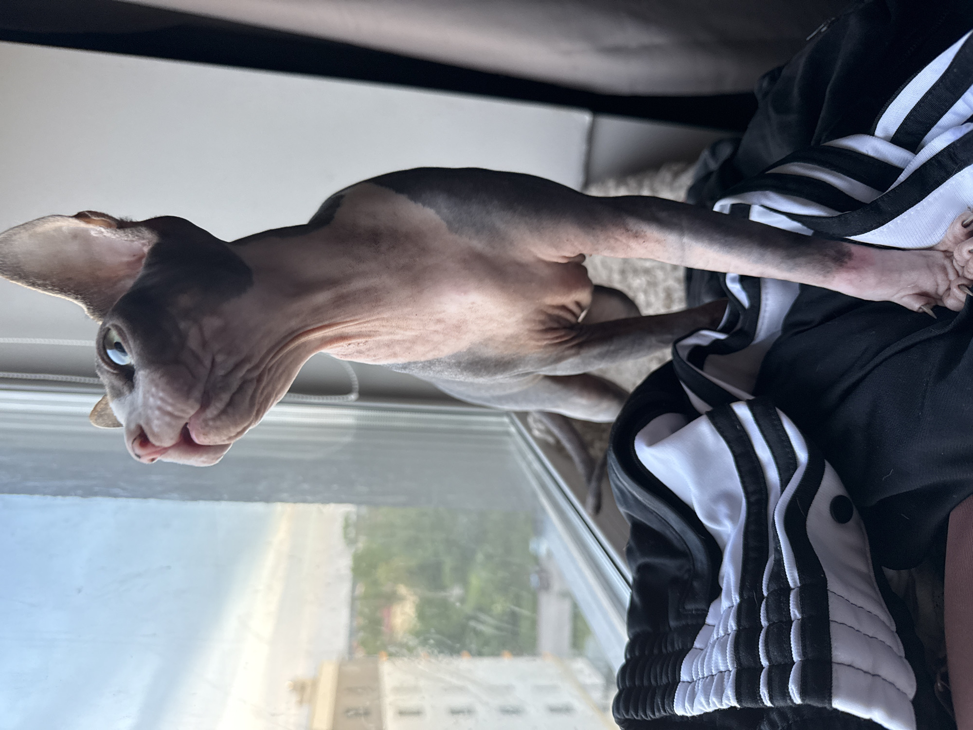 An indoor scene in Berezyna, Ukraine, depicts a hairless Sphynx cat positioned at a window, observing the external environment. The cat exhibits a distinct bi-color pattern, with darker gray pigmentation on its head, ears, back, and limbs, contrasted by lighter pink skin on its chest, abdomen, and facial regions. Its eyes are a prominent blue-green. The cat's mouth is slightly open, and its gaze is directed upwards and outwards through the clear windowpane. It stands on a folded black garment, likely athletic wear, characterized by prominent white stripes and a quilted texture on a section of the fabric. The cat's front paws, with visible extended claws, rest on this garment. Through the window, a residential urban landscape is visible under a light blue, partially overcast sky. Distant light-colored buildings and green tree foliage are discernible. The interior features a light-colored window frame and a thin vertical cord situated on the right side of the frame. Illumination within the scene is consistent with daytime conditions.