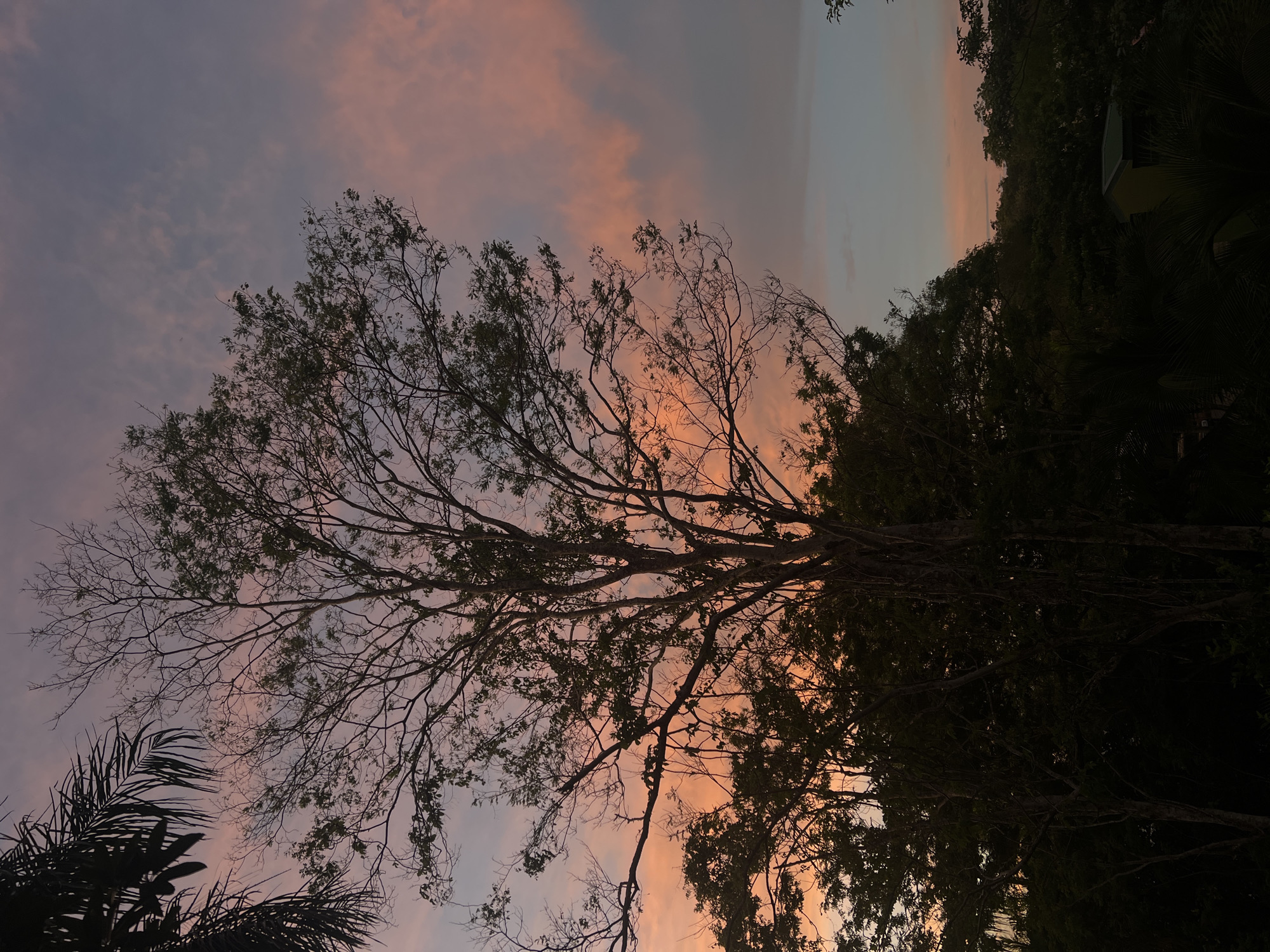 The image depicts a twilight scene in Pinilla, Costa Rica, characterized by a silhouetted treeline against a colorful sky. A large, bare-branched tree dominates the foreground, its skeletal structure stark against the muted hues of pink, orange, and blue clouds. Dense foliage of evergreen trees forms a dark mass along the horizon, obscuring the ground and any structures. Hints of palm fronds are visible in the upper left corner. The overall atmosphere is serene, with no people or specific actions captured in the frame. The environment appears to be a natural landscape, possibly on the outskirts of a residential area, given the obscured structure in the lower right.