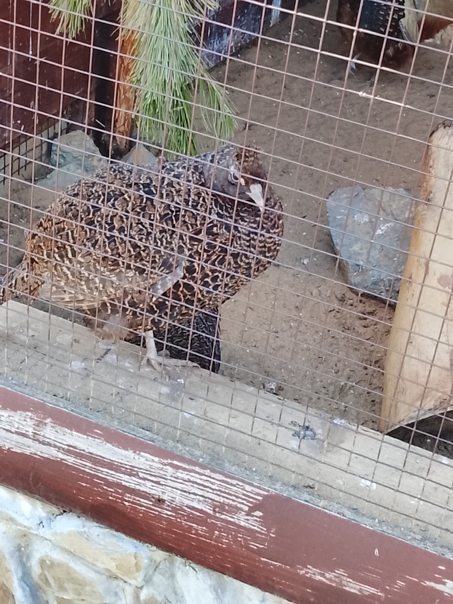 The image depicts a bird, possibly a pheasant or similar species, in an enclosure. The bird has brown and black mottled plumage. The enclosure is made of wire mesh and appears to be part of a zoo or animal exhibit. The background consists of sand, rocks, and some vegetation. The lower part of the image shows a painted wooden or stone structure.
While I cannot confirm the exact location in the city of Izhevsk, Russia, based solely on the image, this could possibly be a zoo enclosure within the city.