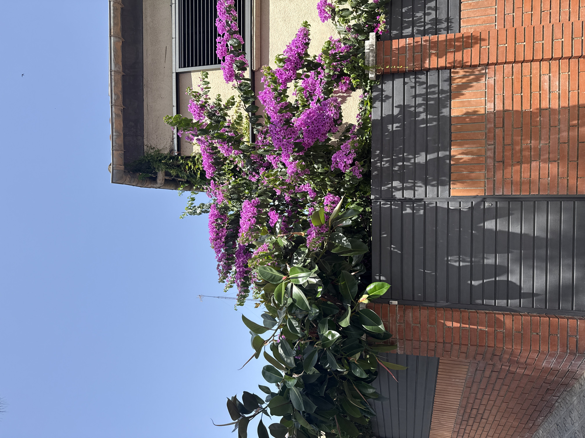 This is a medium shot photograph of a wall with a gate and some vegetation in Barcelona, Spain. The wall is constructed of red brick in the lower portion and a dark gray, horizontally slatted material above. A brick pillar extends upwards from the wall to the right. To the left of the pillar, a large tree with dark green, glossy leaves is visible. Pinkish-purple bougainvillea flowers are blooming profusely and spill over the wall from behind, partially obscuring the upper part of a building. The building itself appears to be made of a light-colored stucco and has a window with dark horizontal louvers. The sky above is a clear, bright blue, with a few distant birds. The scene is well-lit by sunlight, casting shadows from the vegetation onto the wall and gate.