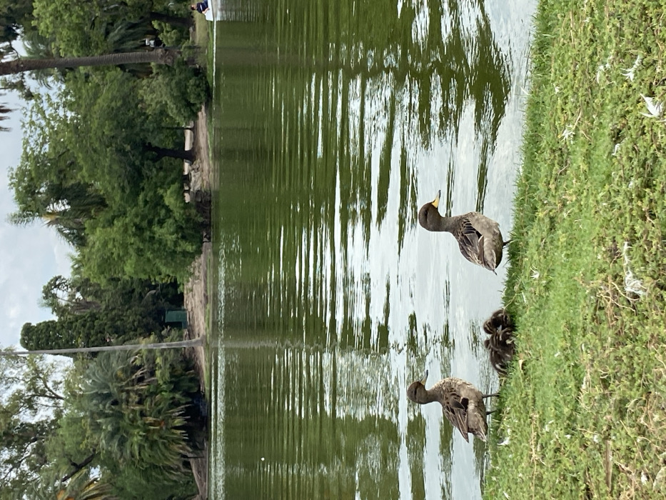 Two mottled ducks stand near a grassy bank next to a body of water reflecting the overcast sky. Several tiny ducklings huddle close to the adult ducks. In the background, trees and vegetation line the opposite shore of the water. A few white feathers are scattered on the grass. The water's surface is rippled, creating elongated reflections of the surroundings.