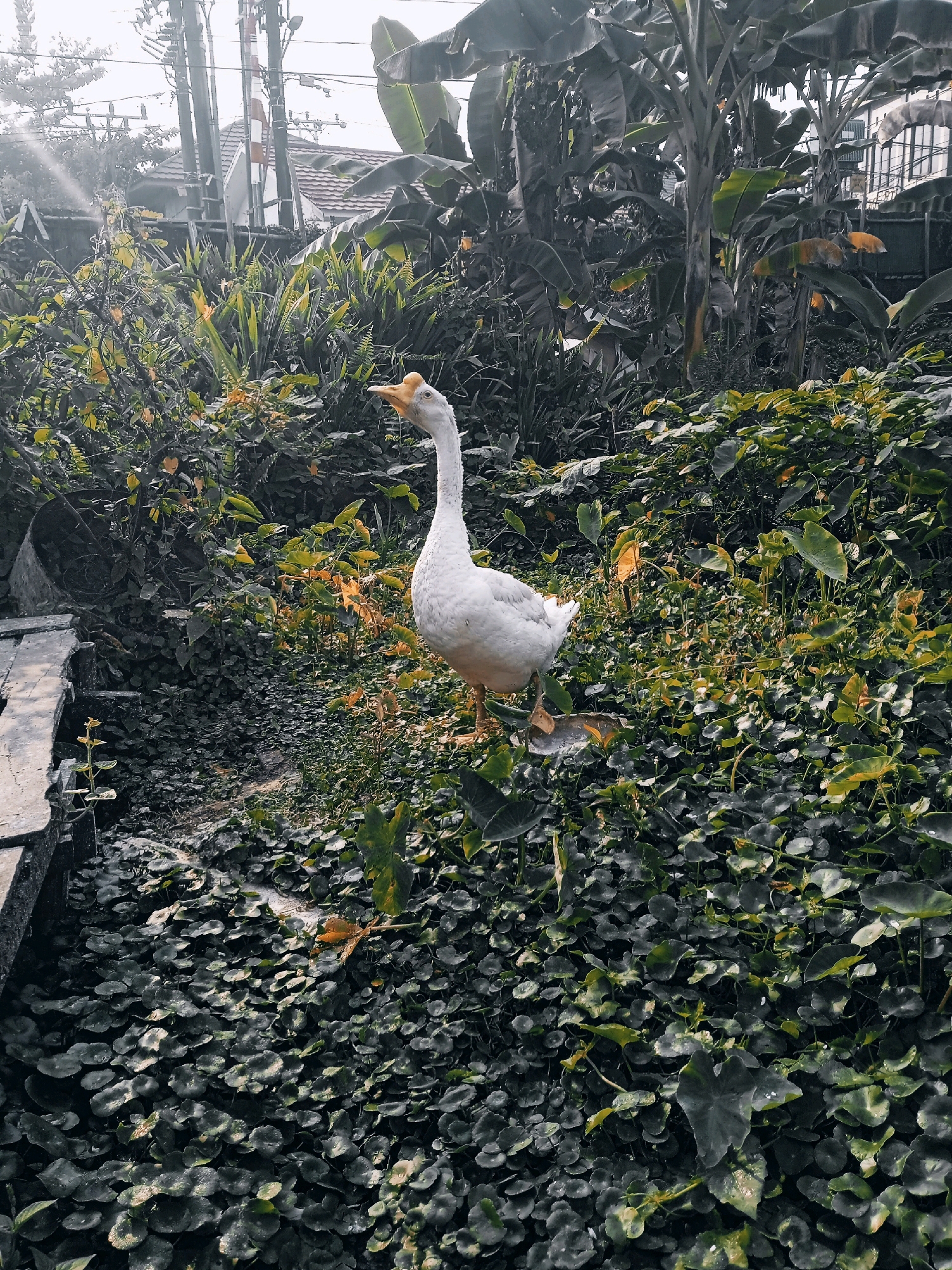 A white goose with an orange beak stands on a path covered with lush green ground cover. The goose is facing left and slightly upwards, with its neck extended. Behind the goose, a dense arrangement of various plants and trees creates a natural, slightly overgrown environment. In the background, utility poles and a roofline suggest an urban or suburban setting. The lighting indicates it may be daytime, with some dappled sunlight. This scene is consistent with the typical flora and urban elements found in Banjarmasin, Indonesia.
