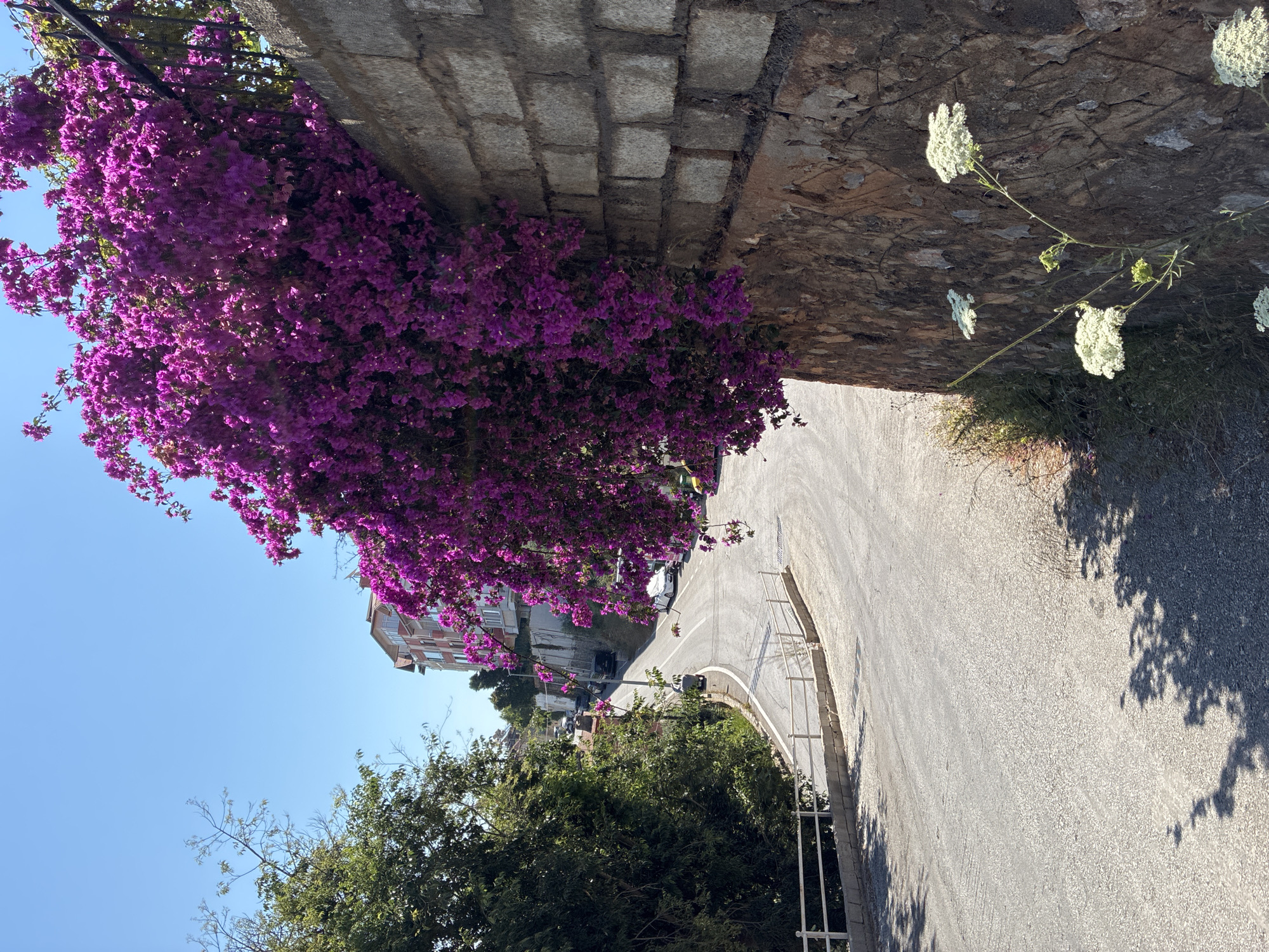 The image depicts a sunlit, winding asphalt road in a hilly, residential area of Alanya, Turkey. On the right side, a robust stone wall is heavily adorned with cascading purple bougainvillea, which extends from the top of the wall downwards, covering a significant portion of its surface. The wall transitions from a rough, light-colored block pattern at the top to a darker, more irregular stone texture at the bottom. Near the base of this wall, several clusters of white wildflowers with flat-topped inflorescences are visible.
The asphalt road curves gently to the left and descends. A white metal guardrail lines the left edge of the road, separating it from an adjacent embankment covered in dense green foliage. Further down the road, several parked vehicles, including light-colored cars, are discernible on both sides. A small, yellowish-orange animal, possibly a dog or fox, is captured mid-stride on the road in the midground.
On the left side of the scene, lush green trees and various vegetation line the road and hillside, casting distinct shadows onto the asphalt. In the background, atop the hill and beyond the trees, several multi-story residential buildings with light-colored facades and some visible red roof tiles are present under a clear, bright blue sky. The scene is illuminated by strong sunlight, evidenced by the sharp shadows cast by trees and objects.
