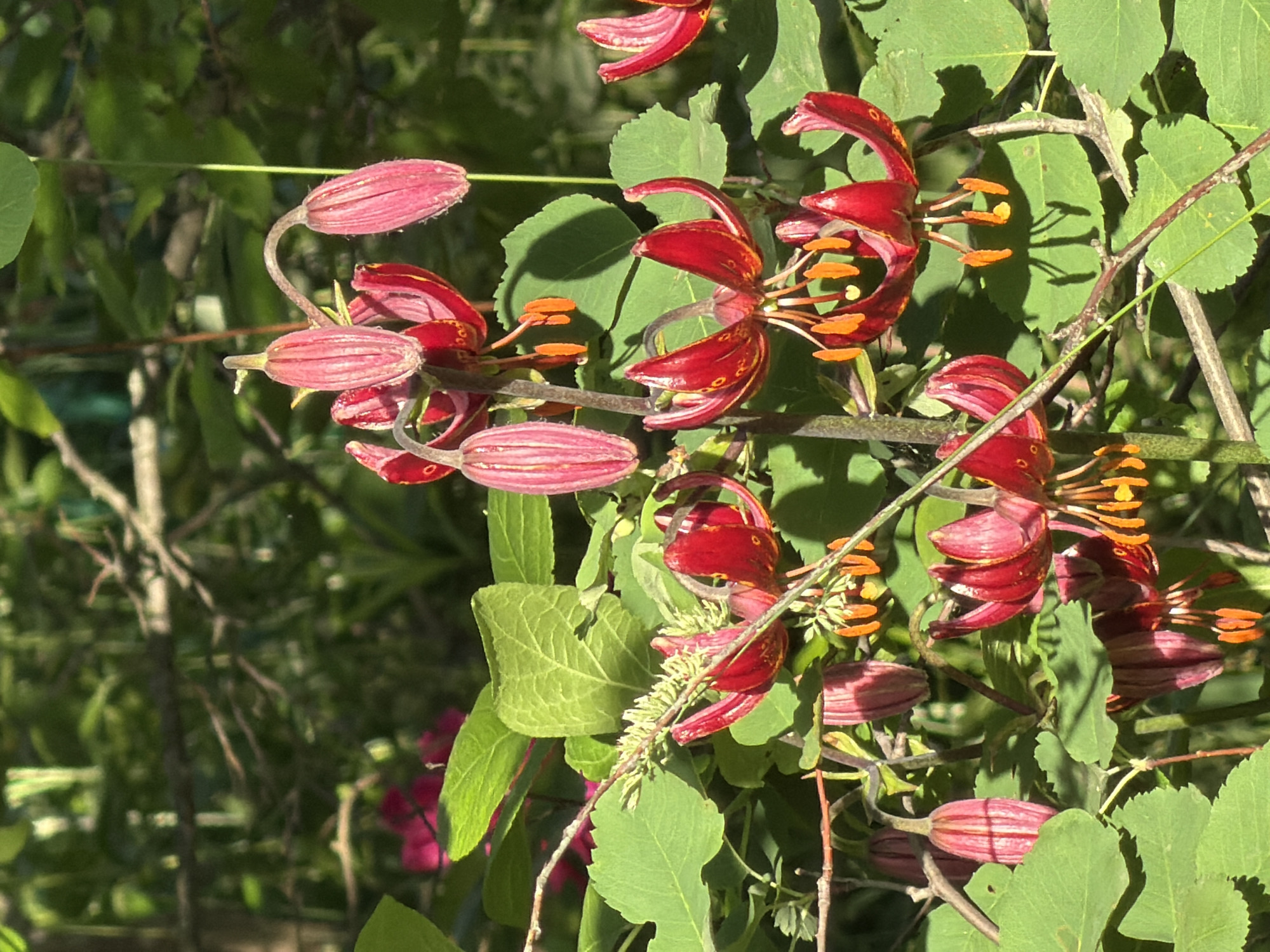 A close-up shot captures a cluster of dark red and pink lily flowers with bright orange stamens, seemingly in bloom or bud. The flowers are on thin, branching stems, interspersed with green leaves of various shapes and sizes. Some flowers are fully open, revealing their delicate petals and prominent stamens, while others are still in bud, their petals tightly furled. The background is a blur of green foliage, suggesting a garden or natural setting. The lighting indicates it is daytime, with sunlight dappling the scene. The image is static and does not depict any people or text. The setting is implied to be Petukhi, Russia.