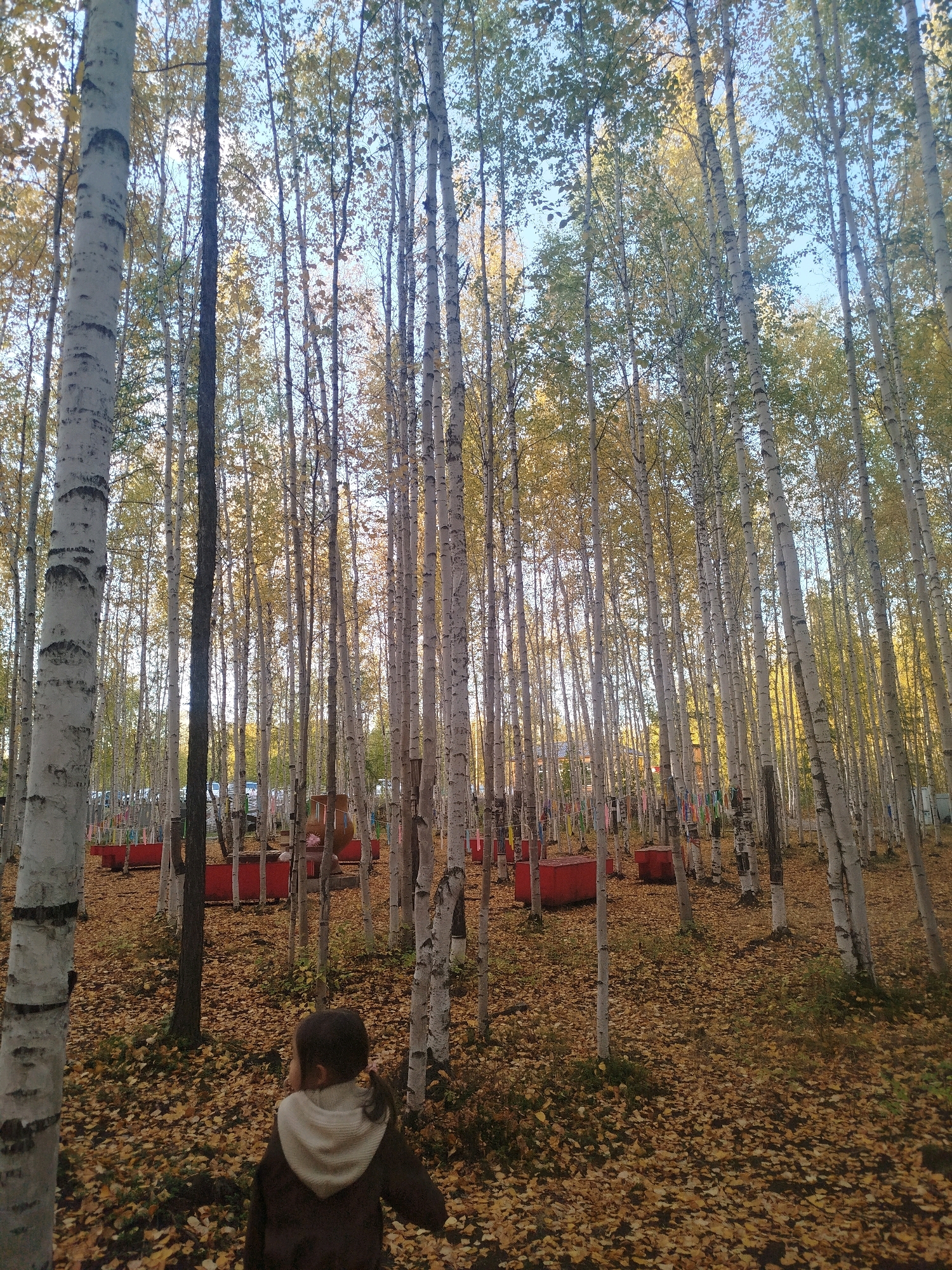 A young child is shown from behind walking through a dense forest of birch trees in Mirny, Russia. The ground is covered with fallen yellow and brown leaves, indicating autumn. In the background, several red rectangular planters or structures are visible, some with colorful ribbons tied to them. The sky is a light blue. The child is wearing a brown jacket with a light-colored hood. The image is taken from a low angle, looking up towards the trees.