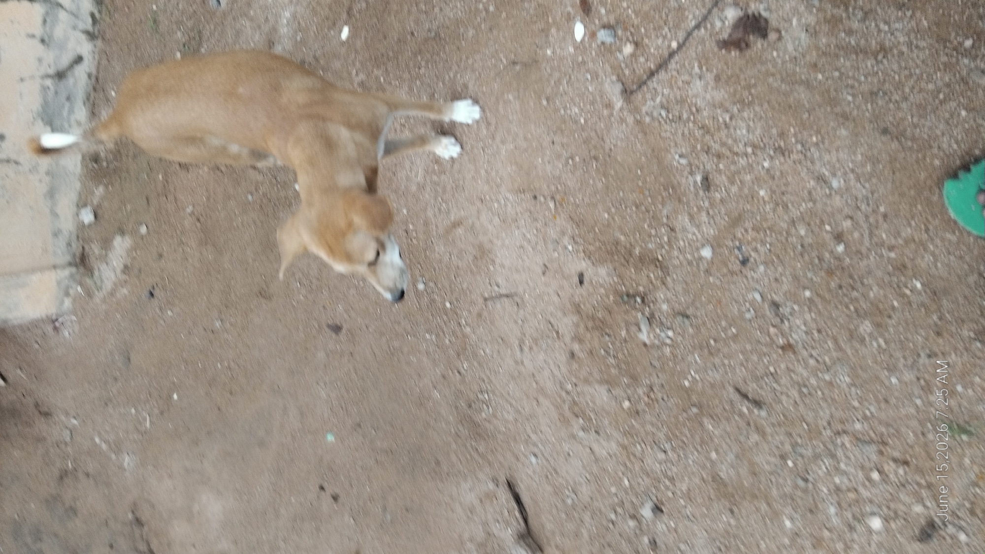 A light brown dog stands on a dirt ground, its body facing away from the camera. The dog is facing towards the right of the frame. Its head is turned to its left, with its mouth slightly open. The dog's tail is white with a brown tip and is held upright. The ground is a mix of dirt and small stones. In the bottom right corner of the image, a green flip-flop is visible. A timestamp in the bottom left corner reads "June 15, 2026 7:25 AM". The image appears to have been taken outdoors in an urban or rural setting.