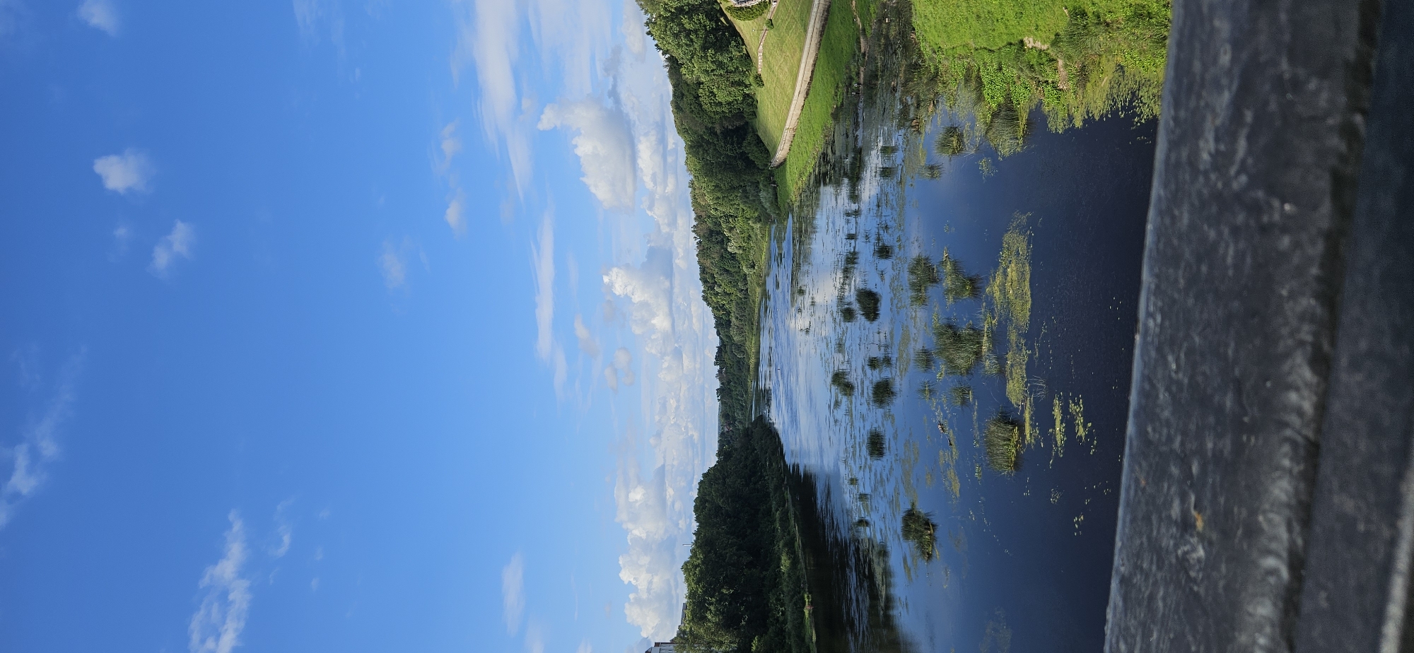 The image shows a wide, calm river with patches of aquatic vegetation. The riverbanks are lined with lush green trees, and a paved walkway with a low wall is visible on the right bank, suggesting a developed urban park area. The sky is a vibrant blue with scattered white clouds. In the foreground, the edge of a dark, weathered structure, possibly a railing or bridge, is visible. The scene appears to be a serene natural landscape within or adjacent to a city, likely captured on a bright, clear day. Given the characteristic landscape and architectural hints in the distance, this scene is likely the Western Dvina (Daugava) River in Vitsebsk, Belarus, near the area of the Upper Castle or Park of Culture and Rest.