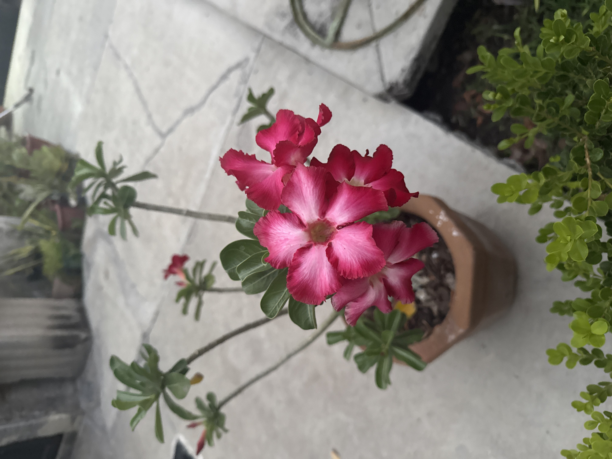 A high-angle, slightly tilted, medium shot shows a potted Adenium obesum, commonly known as Desert Rose, with multiple bright pink flowers in full bloom. The flower is planted in a brown ceramic pot. The plant sits on a light grey concrete surface, possibly a patio or balcony. Adjacent to the pot on the right side of the frame is a dense bush of small, round, green leaves. In the background, partial views of other potted plants are visible. The presence of such a variety of plants suggests the setting could be a home garden or greenhouse in Xochitepec, Mexico.
