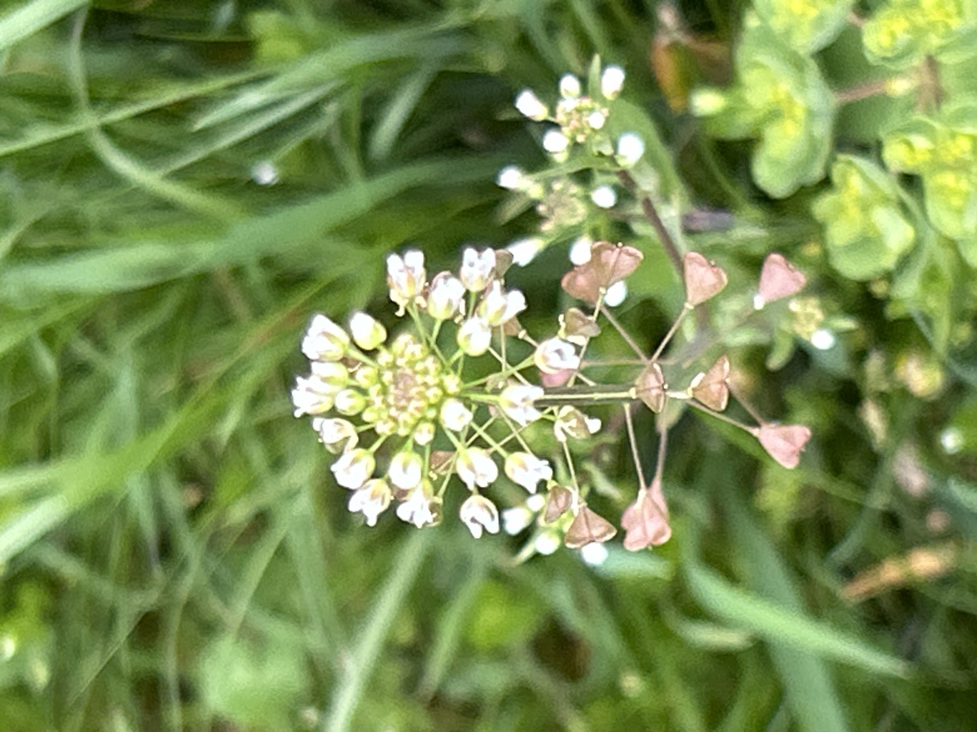 The image features a close-up view of a flowering plant, likely a species of *Capsella bursa-pastoris*, commonly known as Shepherd's Purse, situated within a field of green grass. The plant exhibits small, white flowers clustered in a rounded head, characteristic of the species. Adjacent to the flowering head, heart-shaped seed pods are visible, indicating mature or post-flowering structures. The setting appears to be a natural environment, possibly a grassy area within a park or garden. The photograph does not indicate the exact location in Plovdiv, Bulgaria. However, Shepherd's Purse is a common weed and can be found in various habitats, including disturbed soil, lawns, and fields. Therefore, the image could have been taken in any such location within Plovdiv.