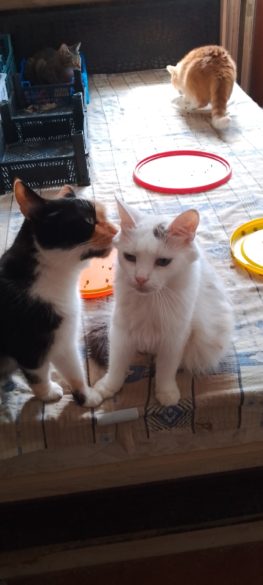 This is a medium shot, eye-level, indoor photograph of four cats. In the foreground, two cats are seated close together on a patterned tablecloth. The cat on the left is calico with black, white, and orange fur. It is leaning its head towards the other cat. The cat on the right is white with a brown spot on its head and has its front paws extended, one resting near the calico cat's paws. Both cats are looking downwards. In the background, to the left, a gray tabby cat is lying down in a blue plastic crate. To the right, an orange and white cat is standing and appears to be eating from a white plate on the tablecloth. Red and yellow plastic lids are visible on the tablecloth in the middle and right side of the image. The setting is a room with wooden furniture visible in the background. The image does not provide enough information to determine the location within the city of Belgorod, Russia.