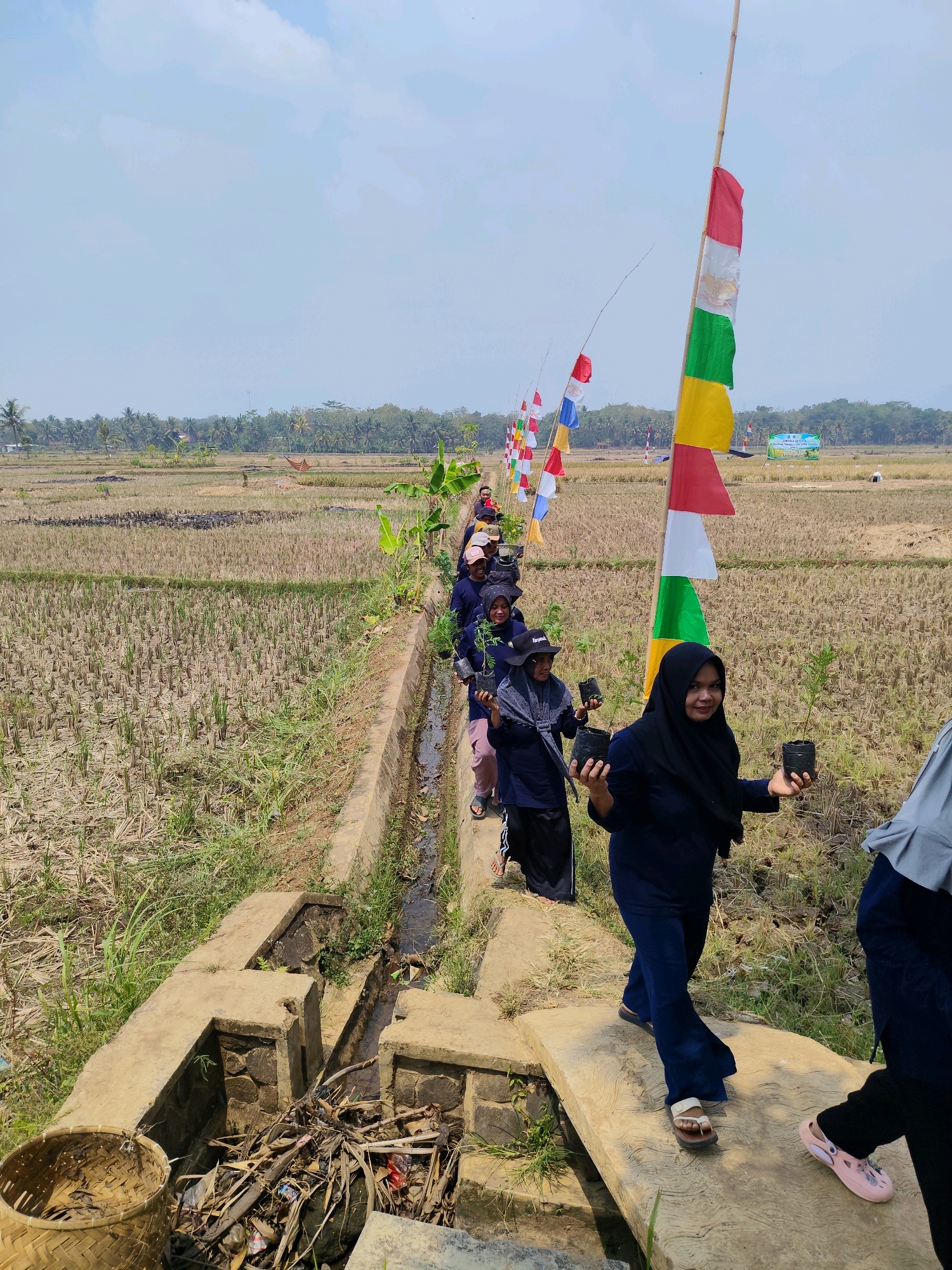 In the rural landscape of Puloerang, Indonesia, a group of individuals walks along a concrete path bordering a dry, harvested rice field. They are part of an activity, possibly planting trees, as most are carrying small potted plants. The group, consisting of men and women, are dressed in dark blue clothing and headscarves. A line of Indonesian flags, red and white, are planted along the path. In the background, a banner with Indonesian text is visible in the distance, along with palm trees and a few structures. The sky is clear and the day appears to be sunny.