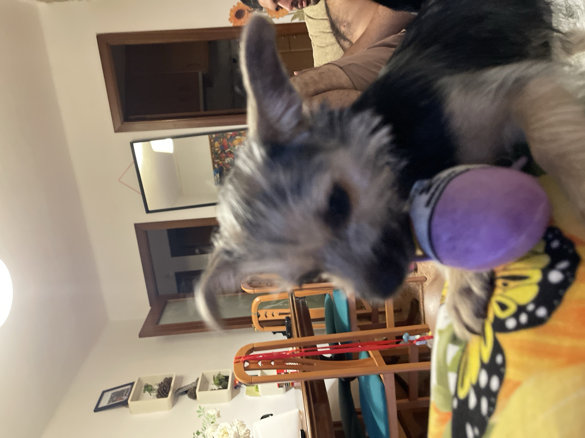A dog is the main subject of this indoor photo, with its head and front paws visible. It appears to be a young German Shepherd, with characteristic fur coloring and pointed ears. The dog is holding a purple toy in its mouth. The dog is lying on a colorful blanket with a butterfly pattern. Behind the dog, a person's arm and shoulder are visible, suggesting the dog is being held or is near someone. The background shows a room with furniture, including a couch and shelves with decorative items like pinecones and a framed picture. There are also mirrors on the wall, reflecting parts of the room. A wooden-framed window or cabinet is also visible. The lighting suggests it is daytime. The overall scene appears to be a casual, domestic setting. No visible text is present in the image.