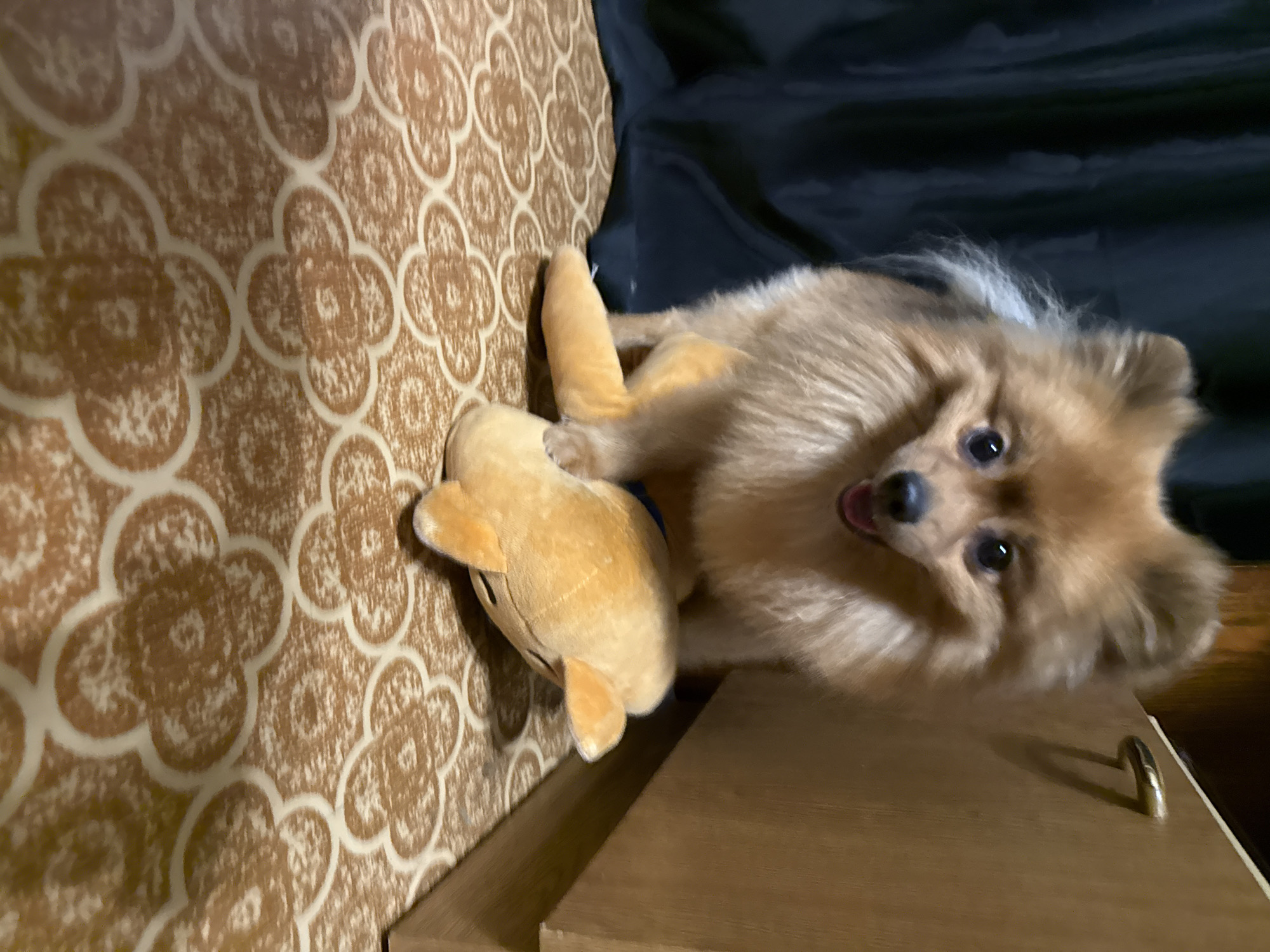 A tan Pomeranian dog is standing over a stuffed toy dolphin on a floor with a patterned linoleum. The dog is in the foreground, its head tilted slightly as it looks at the camera with its mouth open. The stuffed dolphin is positioned horizontally in front of the dog, with its head pointing towards the right of the frame. In the background, a dark curtain is visible on the left, and a wooden cabinet is on the right. The floor is covered in a repeating pattern of beige and white clover-like shapes.
