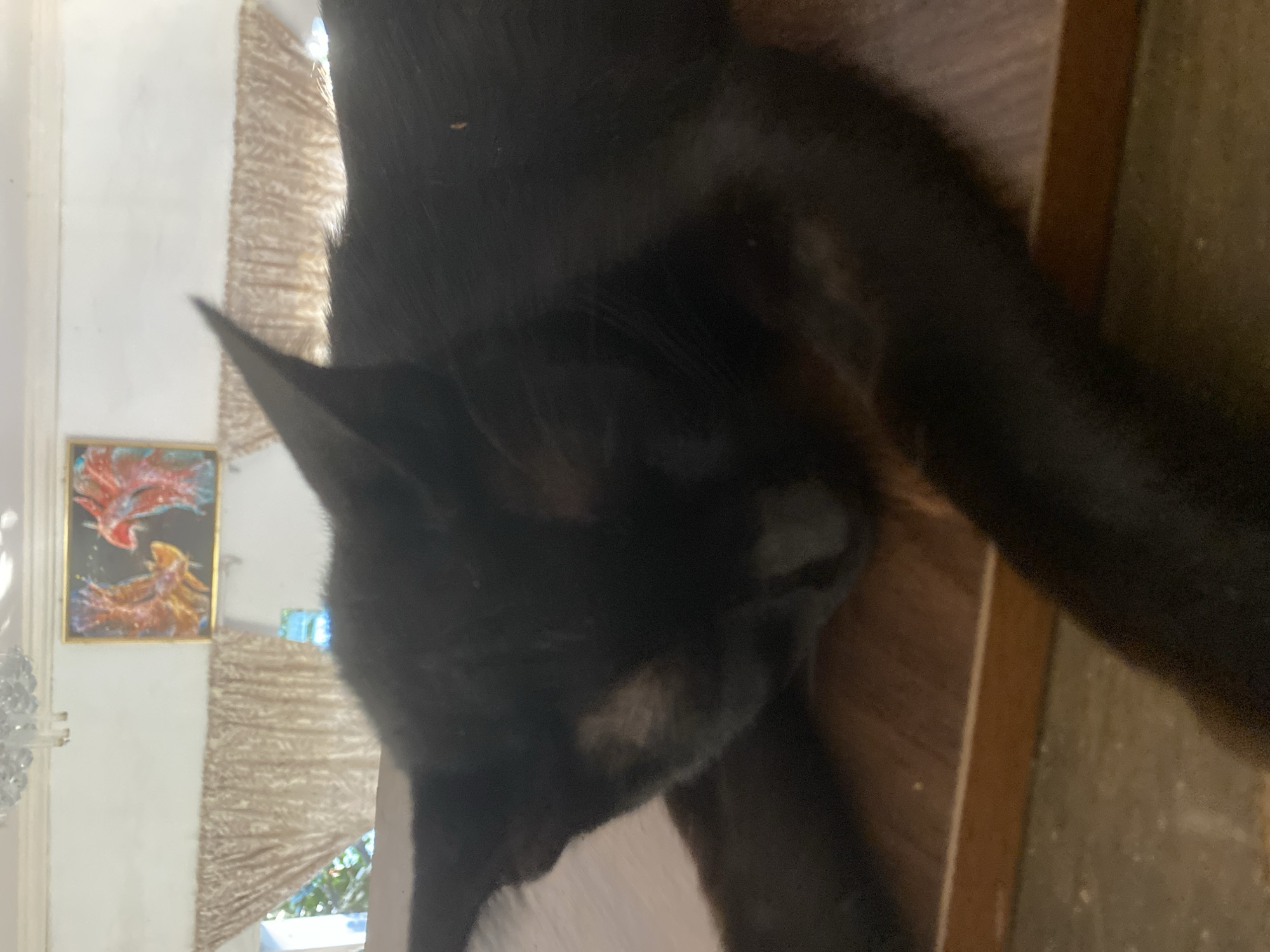 An indoor scene with a black cat sleeping on a wooden surface. The cat is in the foreground, with its head resting on its paws. The background shows a wall with a painting of two birds and a chandelier. There are also curtains and a window with greenery visible outside. The lighting suggests it is daytime. The location is not specified in the image itself.