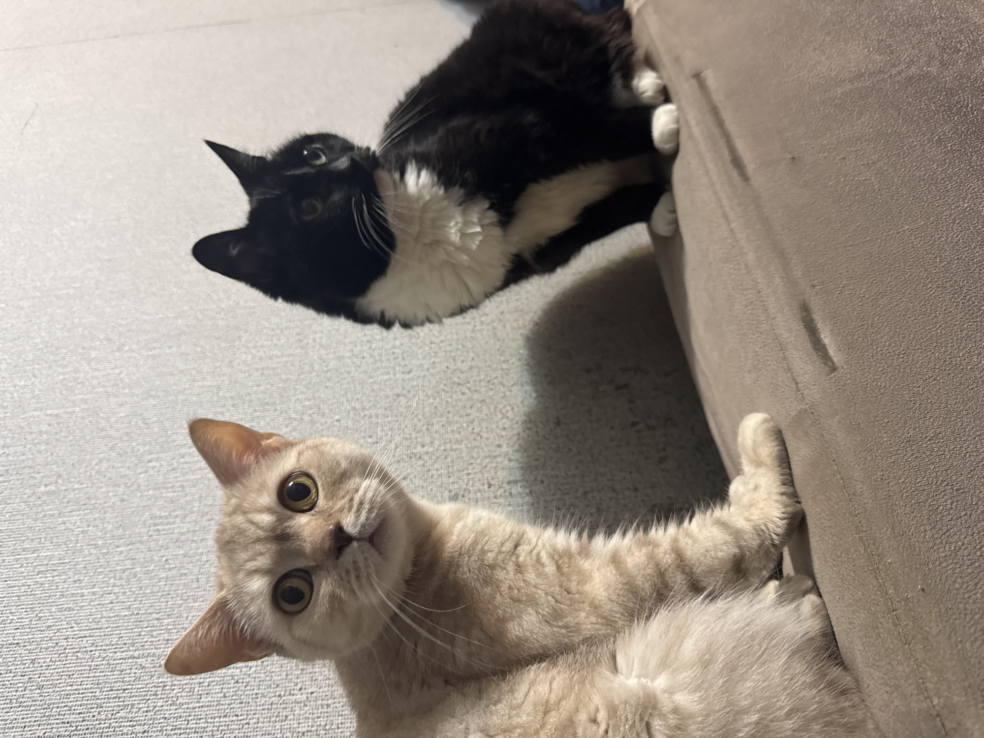 Two cats are visible in the image. The upper cat is black and white, resting on a grey sofa. The lower cat is beige, also near the sofa and looking directly at the viewer. The background appears to be a textured grey floor. No information in the image supports the location being in Chaikovsky, Russia, so that detail cannot be verified or included.