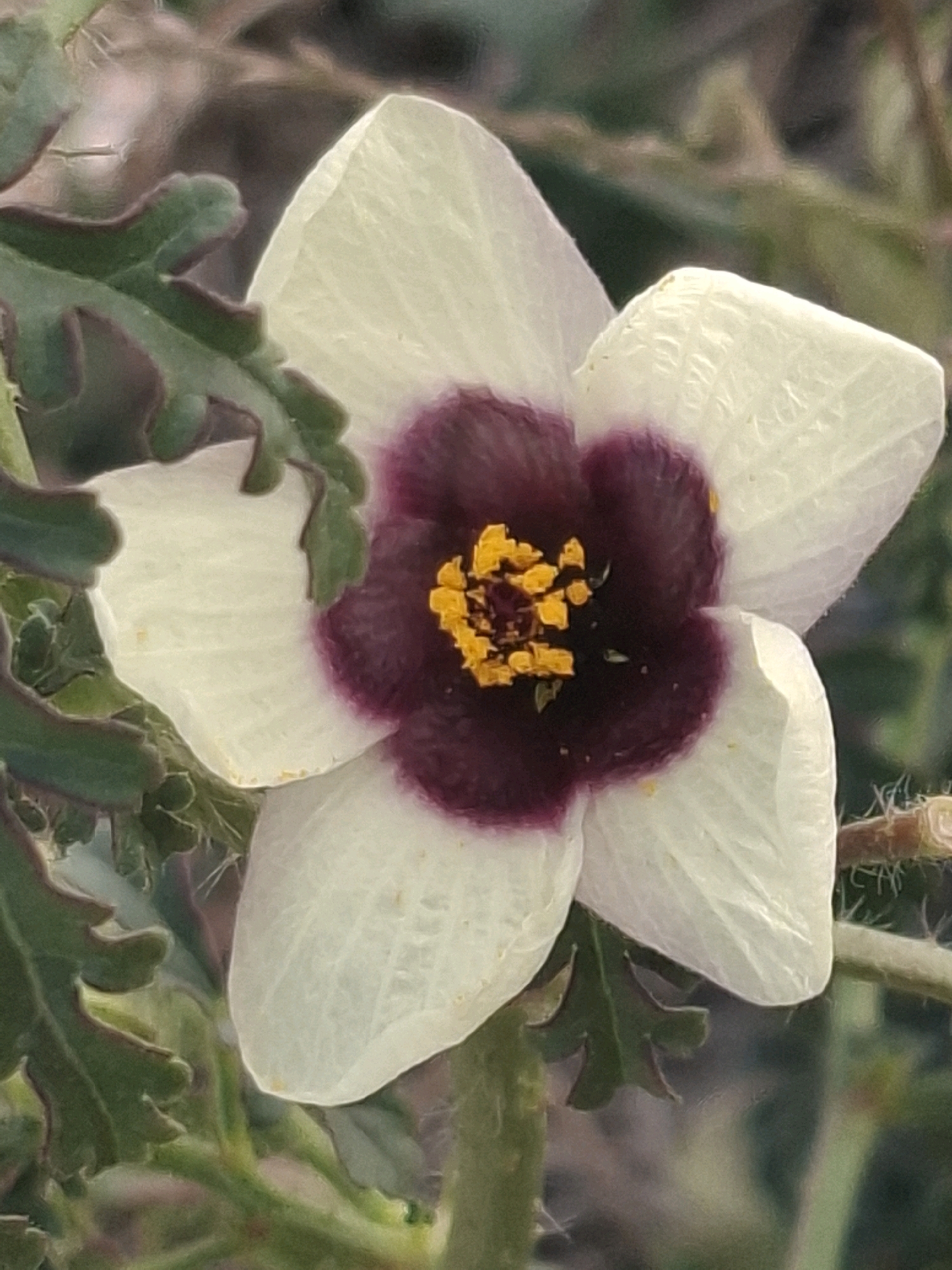 A close-up, horizontal photograph captures a white flower with a deep purple center and bright yellow stamen. The flower has five petals that are slightly textured and appear to be made of a delicate material. The purple center is velvety in appearance, and the yellow stamen are clustered in the middle. Several green leaves with serrated edges frame the flower, some of which are slightly out of focus. The background is a blur of muted greens and browns, suggesting an outdoor, natural setting. The lighting is soft, highlighting the texture of the petals and the vibrant colors of the flower's center. There is no visible indication of any specific location within the city of Almaty, Kazakhstan; the image appears to be a general floral photograph without any identifying landmarks or urban elements.