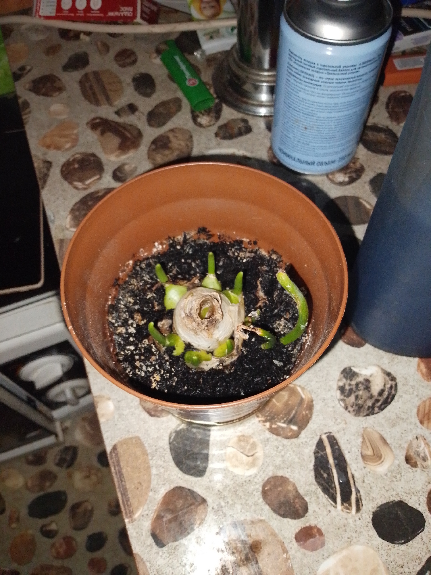 In the city of Unknown, Unknown, an image captures a close-up view of a potted plant. The plant, in its early stages of growth, consists of a bulbous base with several small green shoots emerging from the soil. The pot itself is made of brown plastic and is filled with dark soil. The pot sits on a table with a patterned surface resembling smooth, rounded stones. In the background, partially visible, are a silver canister with text, a dark blue object, and what appears to be part of a kitchen appliance.