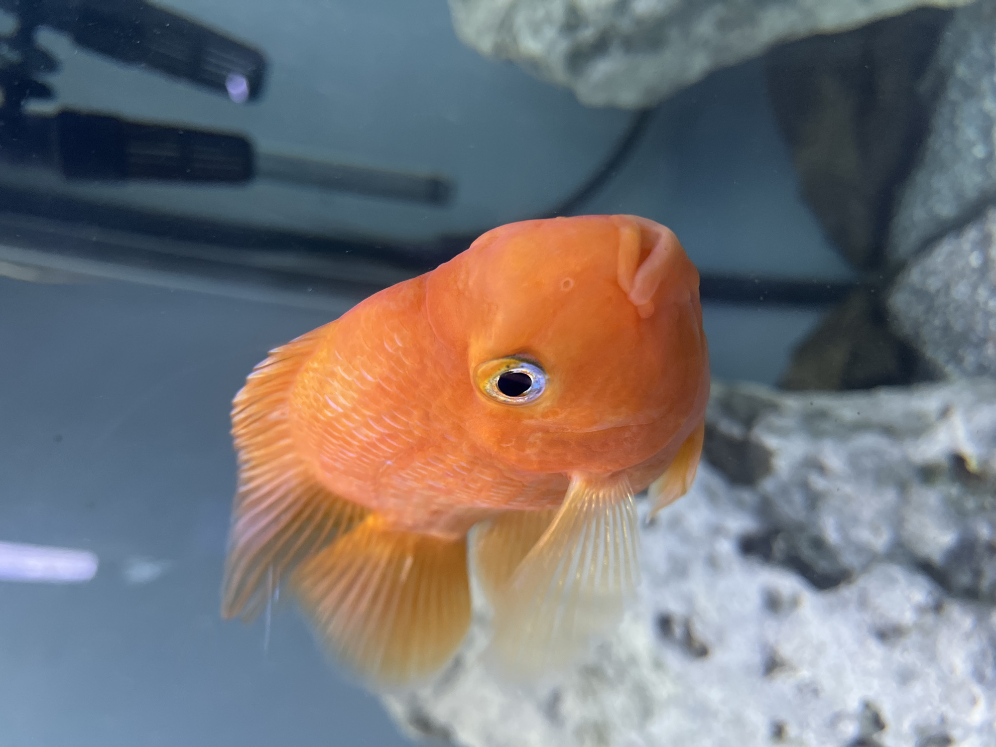 The image shows a close-up, low-angle shot of an orange blood parrot cichlid fish swimming in an aquarium. The fish is facing the camera, with its mouth slightly open. Its scales are visible, and its fins are spread. The background of the aquarium is a muted blue, with some rocks and a dark object that appears to be a heater or filter. The lighting is natural, suggesting it's daytime. The fish appears healthy and is the sole subject of the image. There is no visible text. The location context of Nizhny Novgorod, Russia, provides geographical information but does not directly influence the visual description of the image.