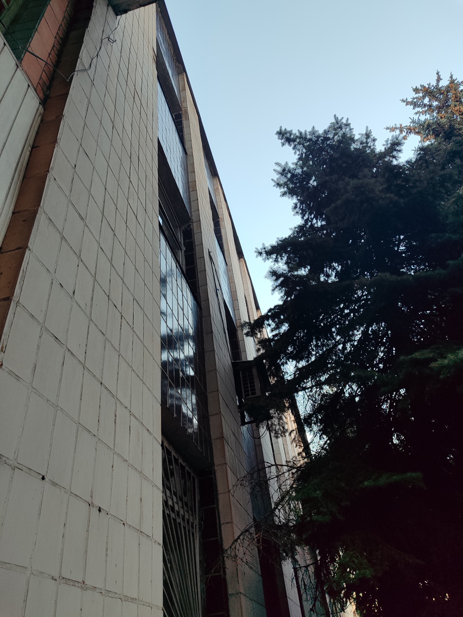 An upward-angle, eye-level, wide shot captures a modern, tiled building adjacent to a dark, lush evergreen tree against a clear, pale blue sky. The building's facade is predominantly white tile with some sections of reddish-brown tile near the top. Several dark, reflective windows are visible, some with security bars. An air conditioning unit is mounted on the building's exterior. The tree's branches, dense with needles, obscure parts of the building and extend into the sky. The scene appears to be set in an urban environment, with no people or animals visible.