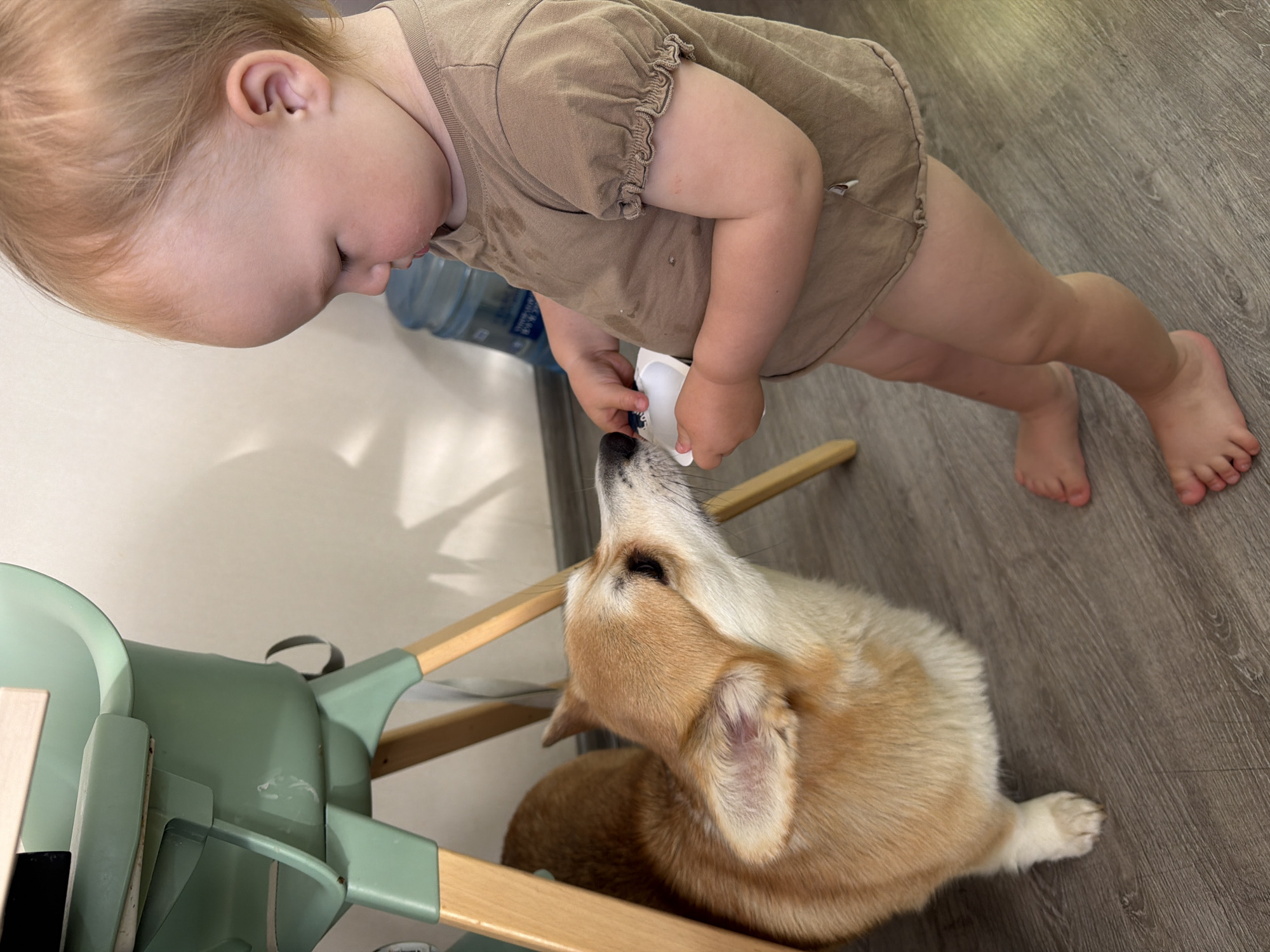 In a domestic indoor setting, possibly a kitchen or dining area in Chaikovsky, Russia, a young child and a Pembroke Welsh Corgi are engaged in an interaction. The child, a toddler with fair hair, is standing and wearing a light brown onesie. The child is holding a small, white plastic container in their right hand, and is looking down towards the container and a dog. The Corgi, a medium-sized dog with tan and white fur, is positioned on the floor, facing the child. The dog's head is reaching up towards the container held by the child, and it appears to be attempting to lick or eat from it.
The environment includes a light-colored wooden floor and a wall in the background. Partially visible in the background is a large, blue water dispenser. A green and wooden high chair is to the left of the frame, with its legs extending onto the floor. The lighting suggests an indoor setting, possibly illuminated by natural light from a window not visible in the frame, or by artificial indoor lighting. The overall scene depicts a moment of interaction between a child and a pet, likely involving feeding or sharing a snack.