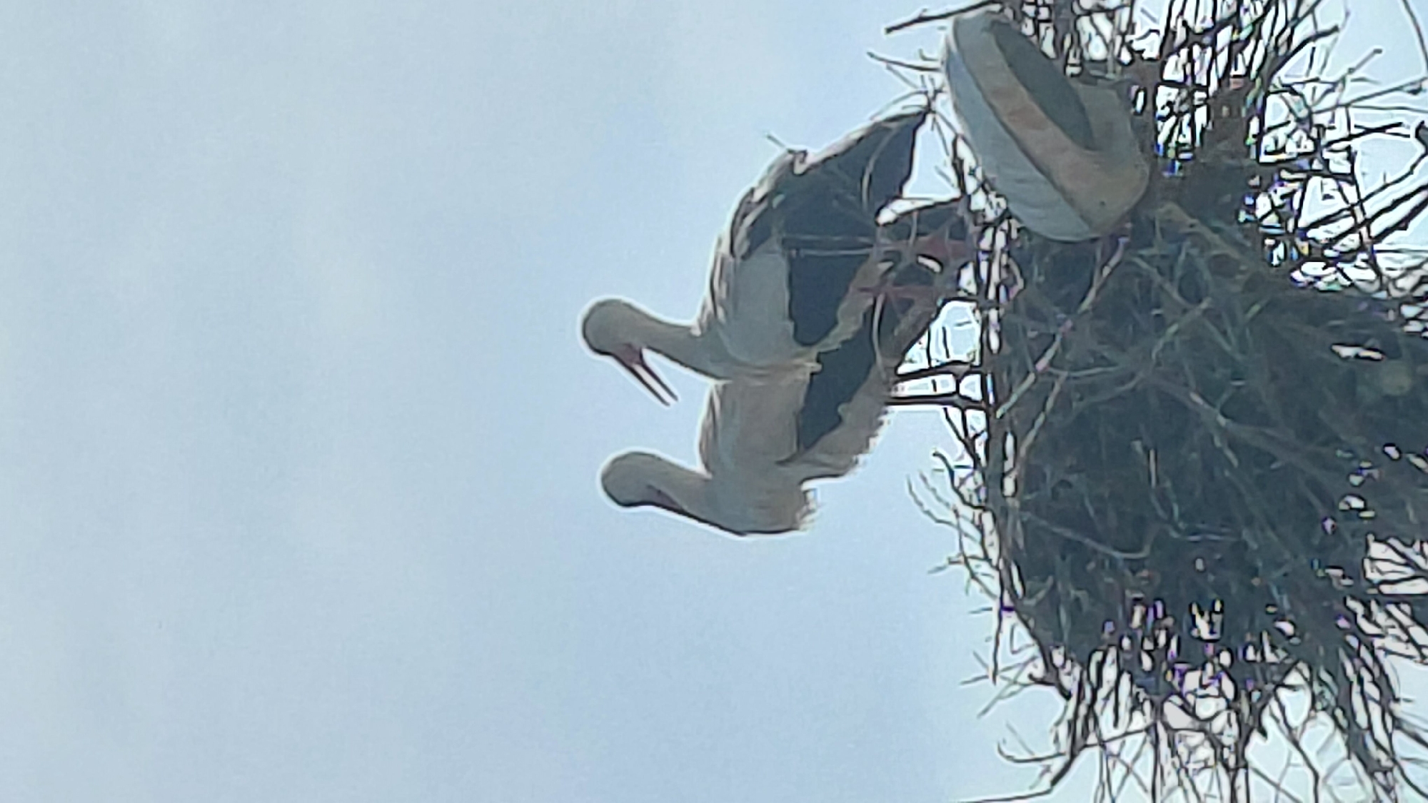 The image displays a white stork upside down, engaged in a dynamic action near a large nest constructed from interwoven branches and sticks. The bird, with its distinct white plumage and black flight feathers, appears to be either landing, taking off, or adjusting its position within the nest, its long neck extended and beak slightly ajar. The scene is captured from below, looking up towards a bright, light blue sky, indicating daytime with clear or lightly overcast weather. A notable detail is a light-colored, curved object, resembling a slipper or shoe, prominently visible within the upper right portion of the nest structure. No specific location cues, people, or visible text are present in the image.