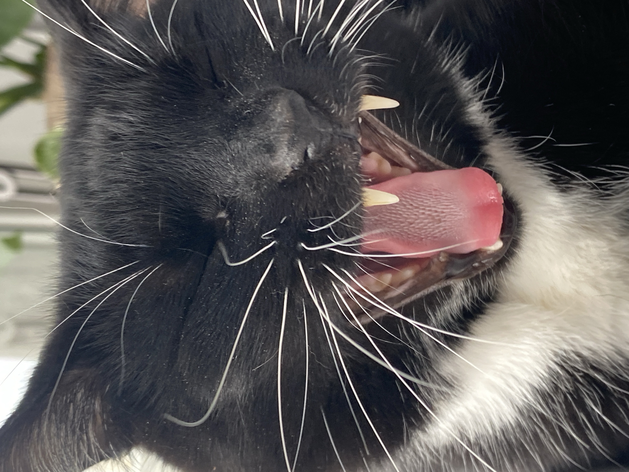 A close-up image depicts a black and white cat with its mouth open, revealing its teeth and pink tongue. The cat's white whiskers are prominent against its black fur. The background appears blurred and indistinct, with hints of a plant. The location is not identifiable from the image and there is no indication that it is located in Chaikovsky, Russia.
