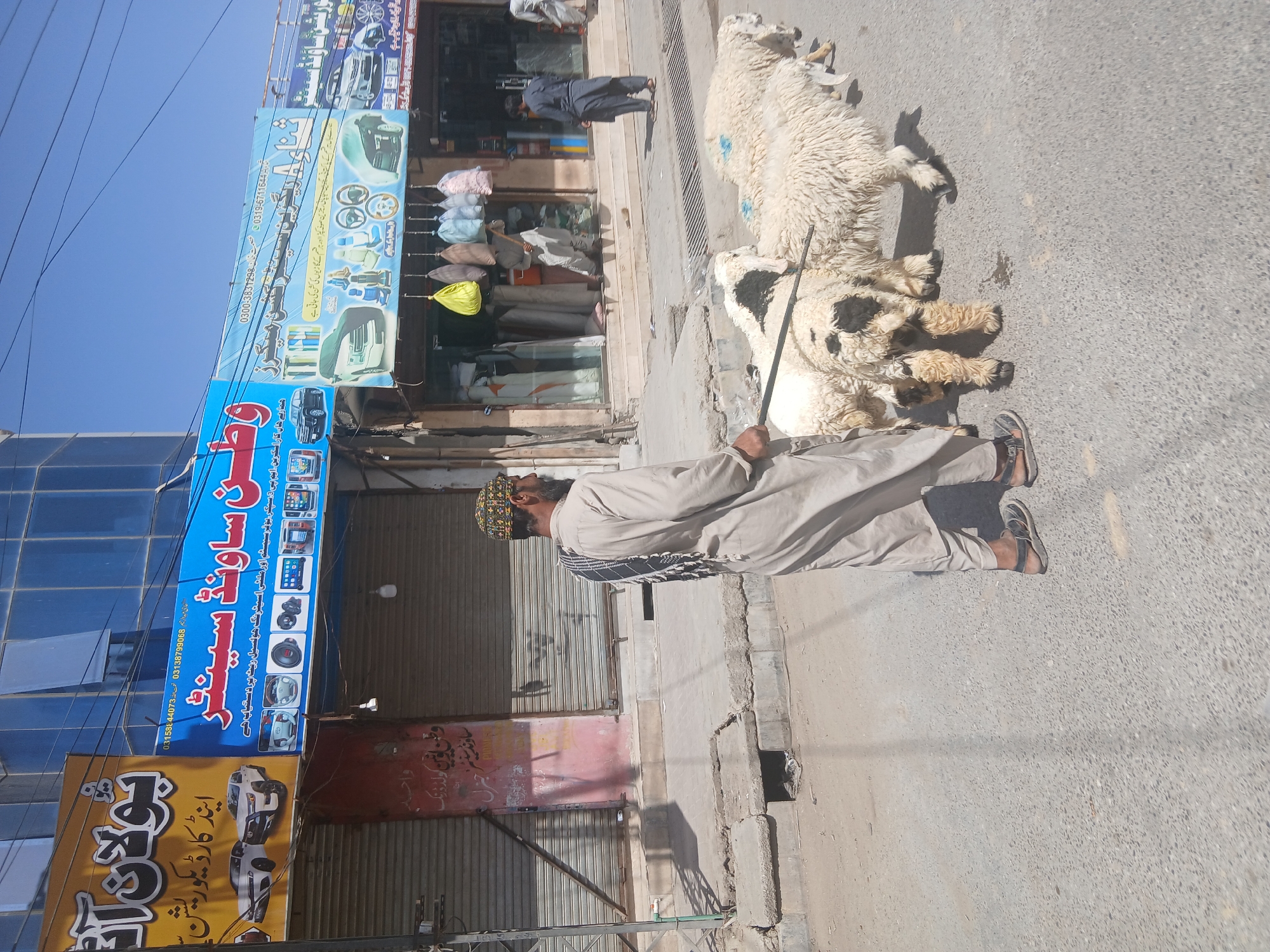 The image depicts a man in a tan outfit walking two sheep down a street in Quetta City Tehsil, Pakistan. The man is wearing a patterned cap and sandals. One sheep is mostly white with some black spots, while the other is entirely white. The street is lined with storefronts, including shops selling car accessories and sound systems. The weather appears to be sunny. The area has worn infrastructure.