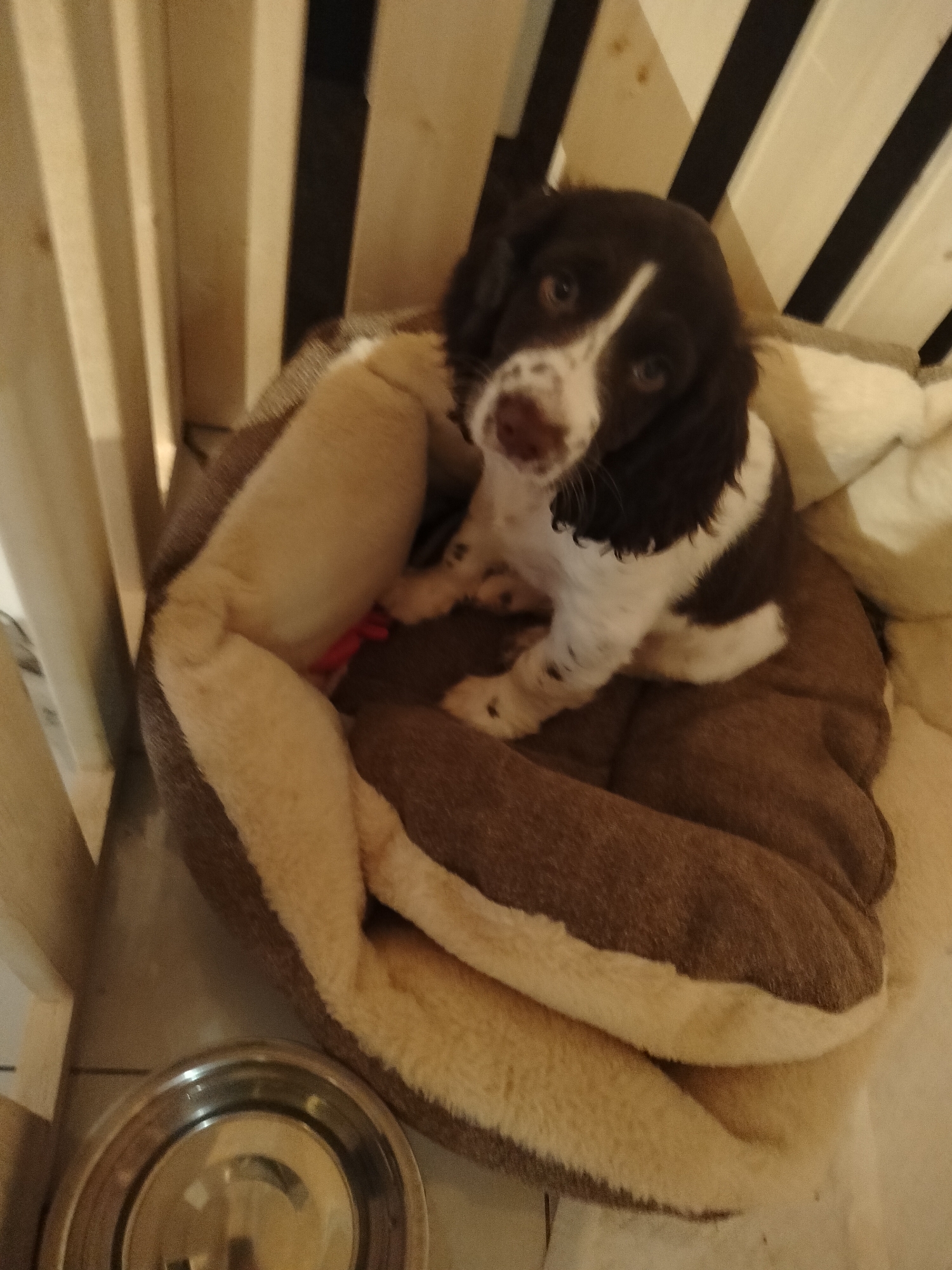 A brown and white Springer Spaniel puppy sits in a tan and brown dog bed. A silver metal dog bowl is located on the floor near the bed. The bed is positioned inside a wooden structure with black and white striped slats. The location of Chaikovsky, Russia, is not evident in the image.