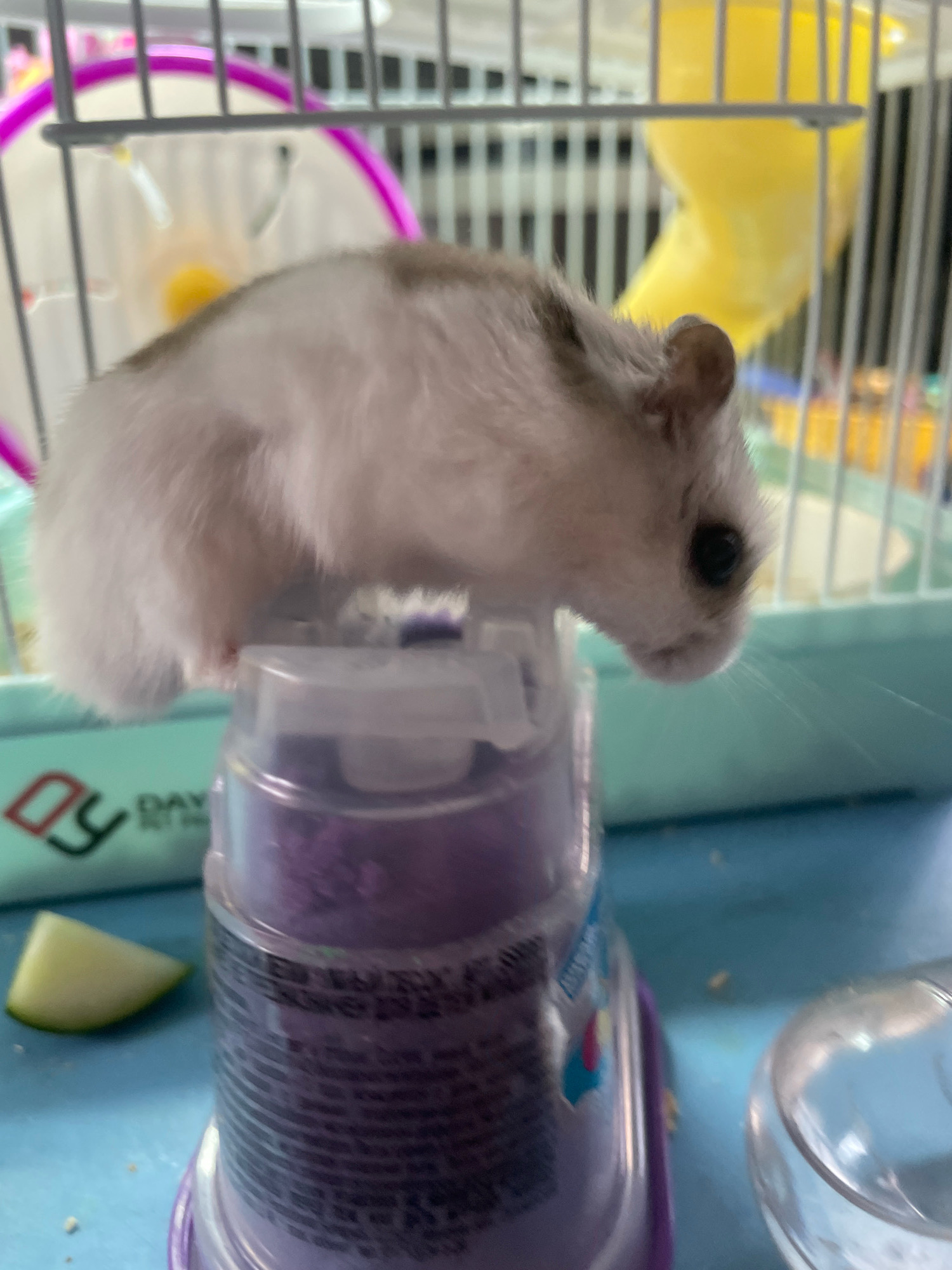 A domestic hamster, predominantly white with brown markings, rests on top of a translucent purple plastic container. The hamster is positioned sideways, facing right, with its head slightly lowered. In the background, a hamster cage is visible, featuring a pink circular track and a yellow tunnel-like structure. The hamster cage is situated on a blue surface, which also displays a slice of green fruit and a clear plastic water bottle. The scene appears to be indoors, possibly in a home environment. There are no people present in the image. The location is not specified as being in Baranovka, Russia.