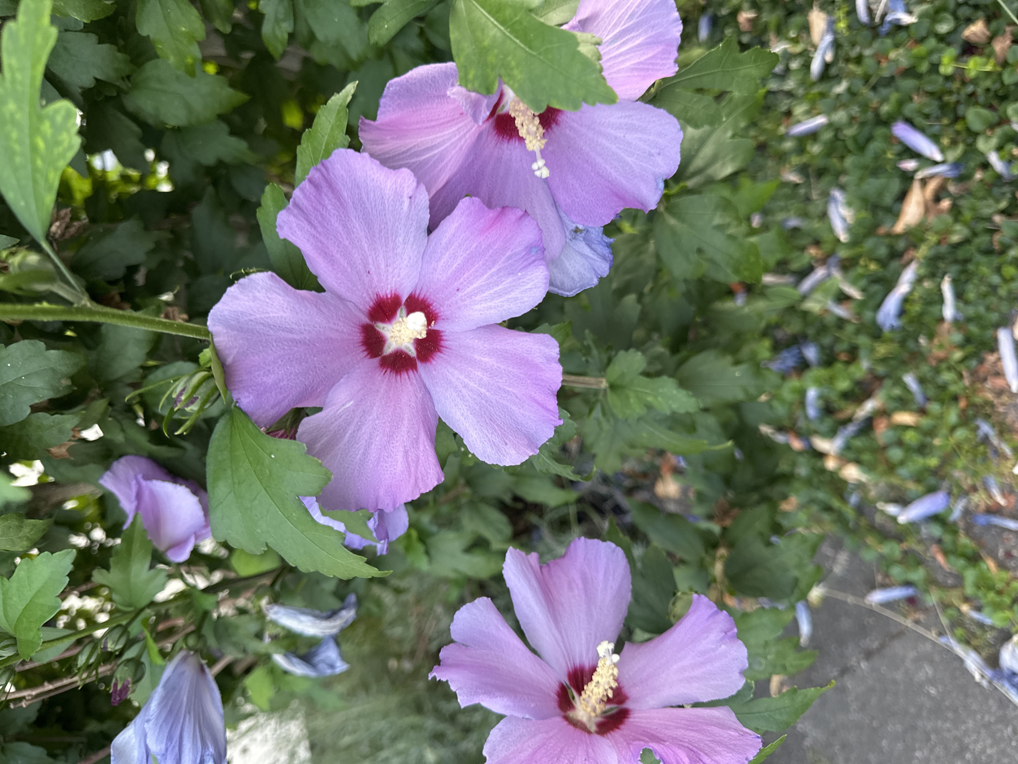 The image displays a close-up of several purple hibiscus flowers in bloom, with green foliage in the background. The flowers have five petals and a prominent stamen with yellow pollen. Some of the petals appear slightly wilted or damaged. The ground beneath the flowers is covered in green grass and fallen purple petals. A portion of a paved surface, possibly a sidewalk or pathway, is visible in the lower left corner. The scene appears to be an outdoor setting, likely a garden or park. No people are visible in the image.