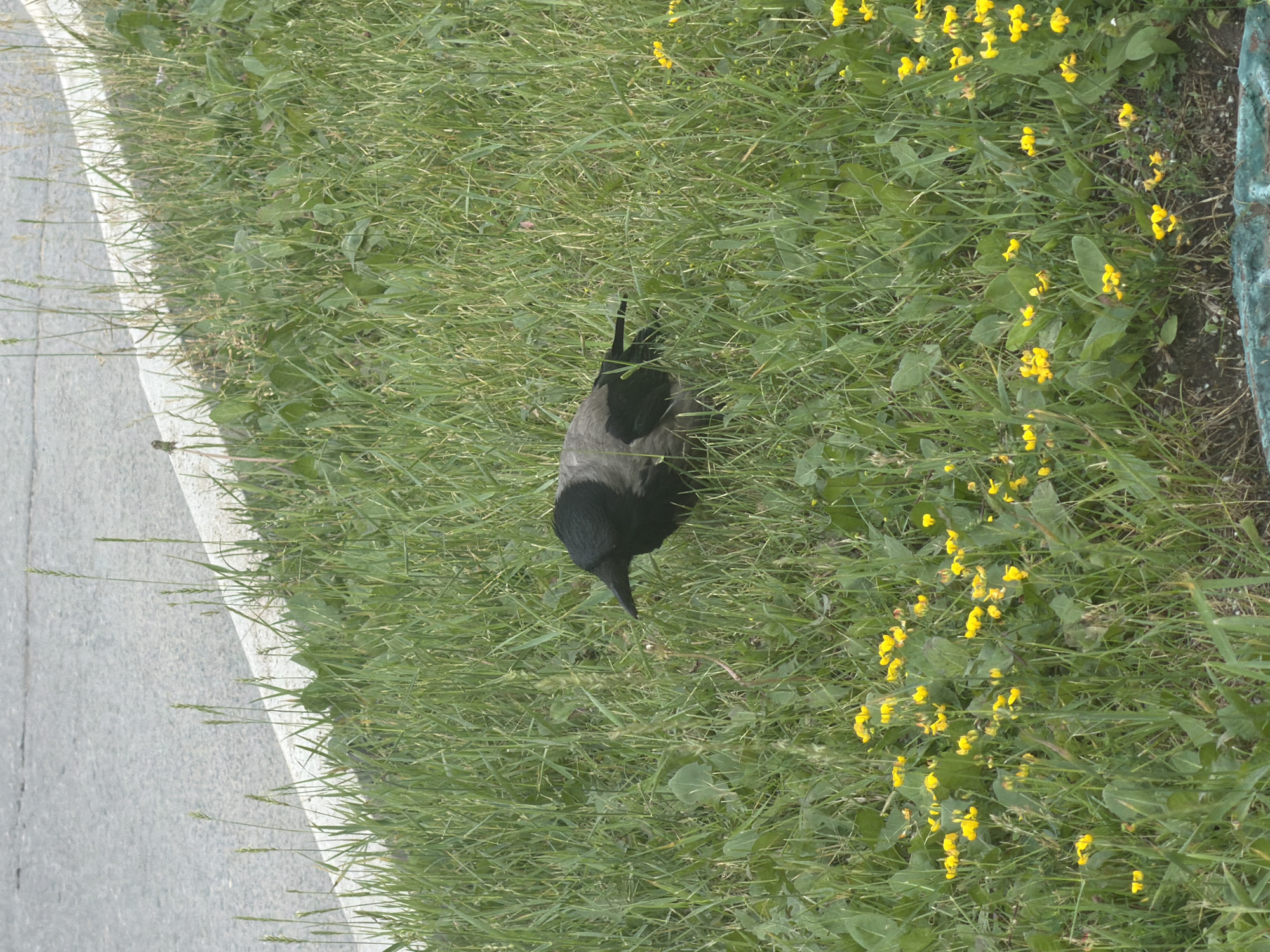 This is a high-angle, full-shot, eye-level photograph of a bird on a grassy area next to a paved surface. The bird, a crow with gray and black plumage, is facing to the right and slightly downwards, its beak touching the grass. The grass is a mix of green and dry blades, with some scattered small yellow flowers and other low-lying green plants. The paved surface on the left appears to be a road or sidewalk, with a white curved line dividing it from the grass. The background is predominantly green from the grass and plants. The lighting suggests it is daytime, and the weather appears to be clear, as there are no visible shadows that would indicate overcast conditions. The scene is an outdoor, natural environment. There is no visible text in the image.