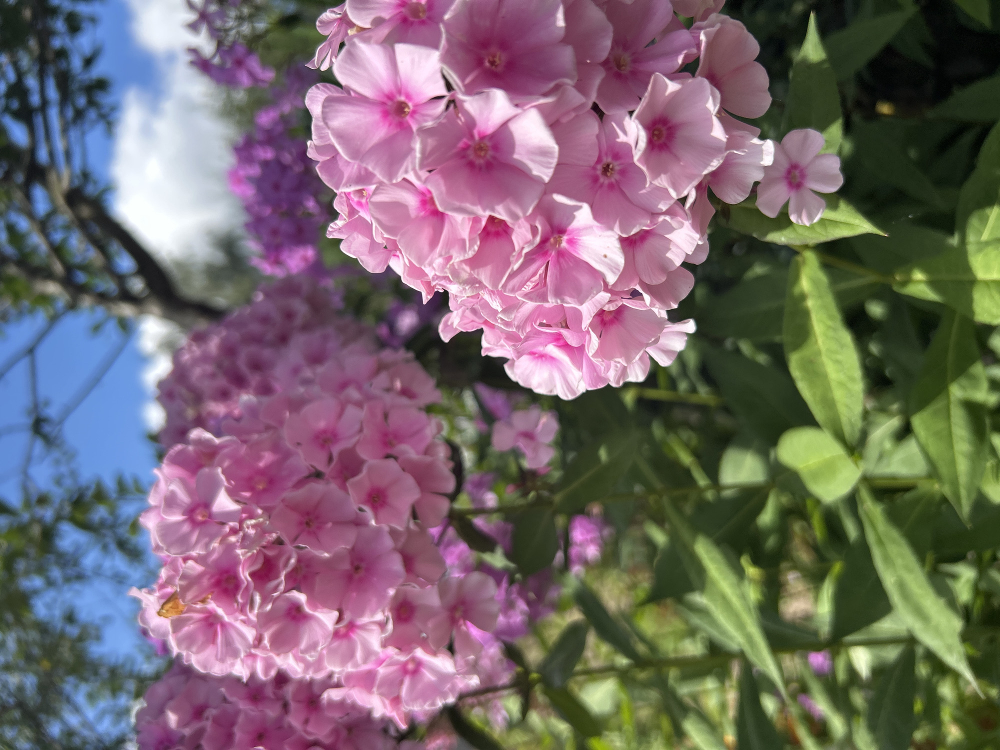 The image shows a close-up view of pink phlox flowers in bloom. The flowers are clustered together in large bunches, with individual blossoms featuring five petals and a darker pink center. Some of the flowers are in sharp focus, while others in the background are slightly blurred, creating a sense of depth. The foliage is lush and green, providing a natural backdrop for the vibrant pink blooms. In the distance, out of focus, are more purple phlox flowers, a tree with dark branches, and a bright blue sky with scattered white clouds. The lighting suggests it is daytime, possibly a sunny afternoon. There are no people or specific structures identifiable in this image. The scene is of a garden or natural setting with flowering plants. The reference to Kalitsino, Russia, is not directly supported by visual elements within the image itself.