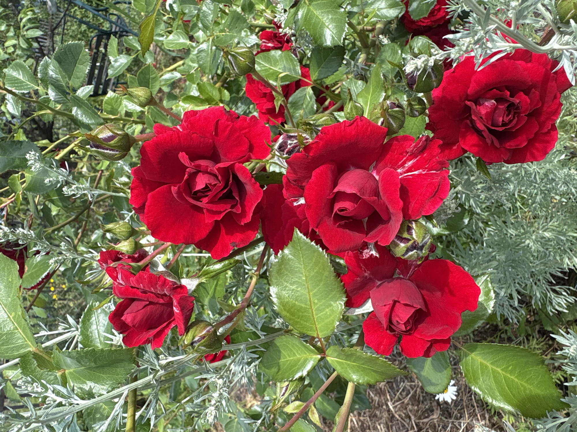 This is a close-up, high-angle, vertical, outdoor, natural light photograph of a cluster of vibrant red roses. The roses are the primary subject, with several fully bloomed flowers and a few buds visible. The petals are a deep, rich red, with some showing slight variations in shade and texture, possibly due to the lighting. The flowers have intricate petal structures, with some appearing more tightly furled while others are more open, revealing their centers.
Surrounding the roses is a mix of foliage. The rose leaves are a healthy green, some with a glossy sheen, and exhibit serrated edges. Interspersed with the rose plants are delicate, silvery-grey foliage plants, which appear feathery and add a contrasting texture and color to the scene. The background is a blur of green leaves and branches, suggesting other plants in the vicinity. In the lower left corner, a small white daisy with a yellow center is partially visible, adding a touch of diversity to the flora. The ground beneath the plants is covered in what appears to be dry mulch or straw. The overall impression is one of a well-tended garden or naturalized area. The image does not contain any people or animals. The location is identified as Dubrovino, Russia.
