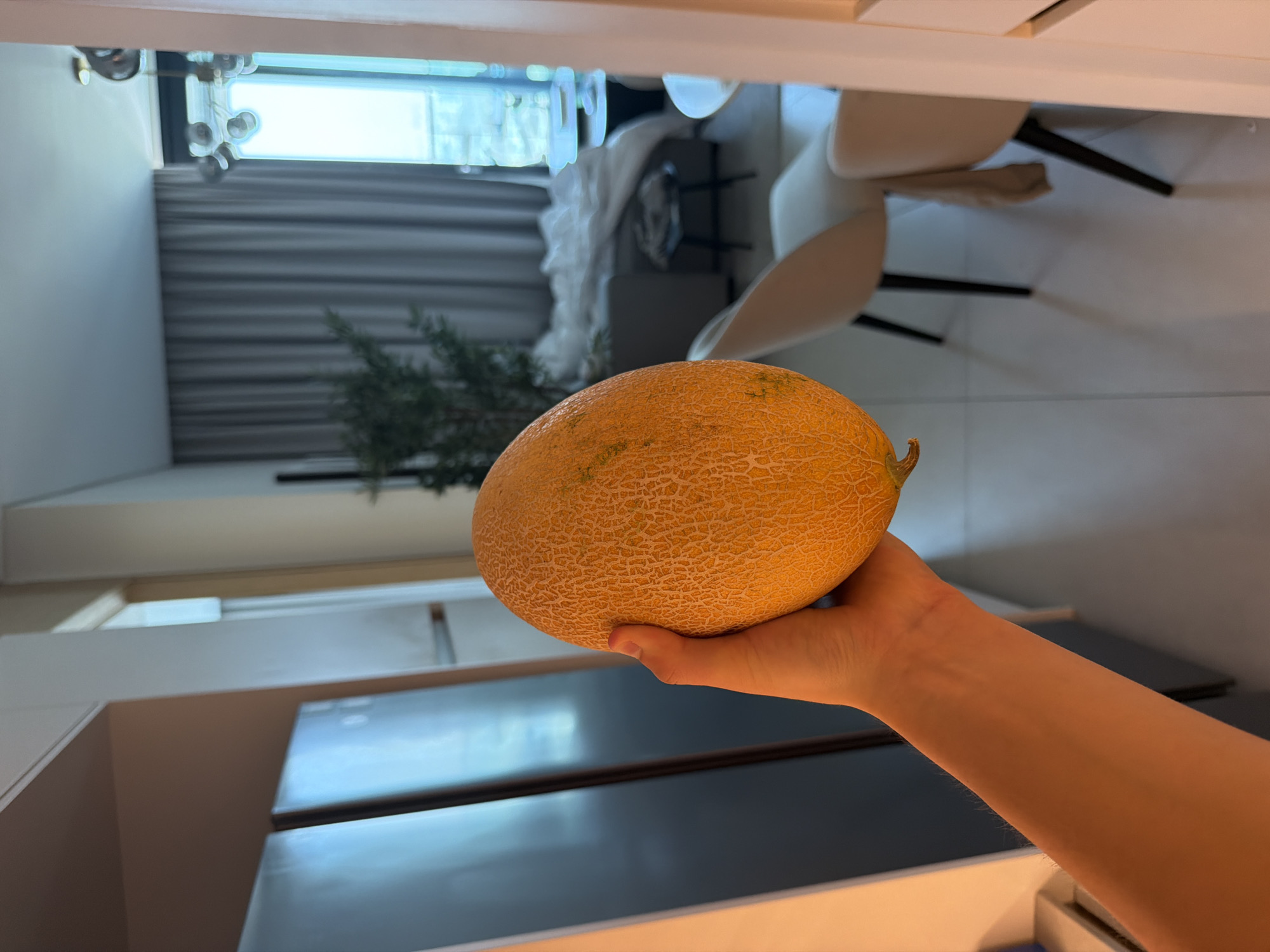 A tan-skinned person is holding a cantaloupe-type melon in front of what appears to be an open refrigerator in a modern kitchen. The melon is round, and its surface shows a netted pattern. The arm holding the melon is visible from the hand up to the forearm. The refrigerator behind the melon is two-toned, with a shiny dark gray lower section and a lighter upper section.
The kitchen background shows a window with semi-sheer gray curtains, chairs, and a plant.
The location is impossible to determine with certainty as Dubai, United Arab Emirates, without additional contextual information or features unique to that city.