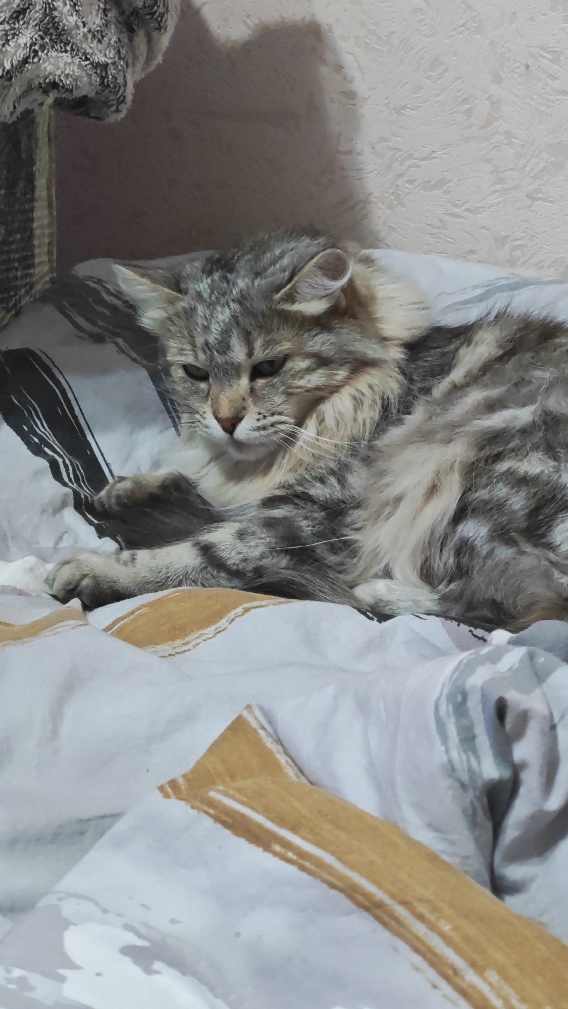 A long-haired gray tabby cat is resting on a patterned bedspread. The cat's forepaws are extended in front of it. The bedspread has a white base with gray and brown stripes and abstract patterns. The background features a wall with a textured surface.