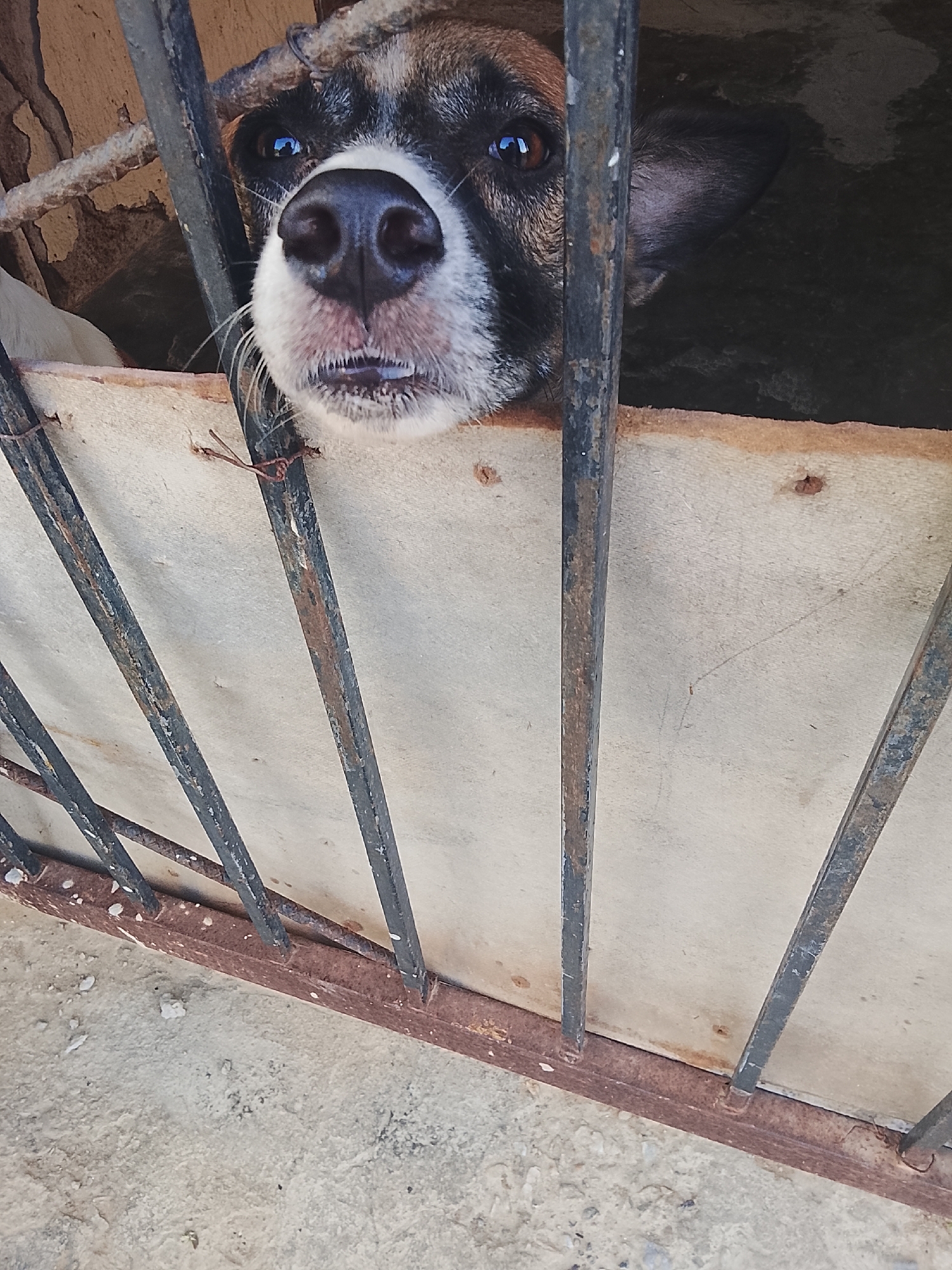 A close-up, slightly low-angle shot depicts a dog behind a metal gate with a partially visible white barrier. The dog has brown and black fur, with a white patch around its muzzle. Its nose is large and black, and its eyes reflect light. The metal gate is made of vertical bars attached to a horizontal base, showing signs of rust and wear. Behind the gate, a white barrier partially obscures the dog's body. The setting appears to be a concrete or stone surface, possibly indoors or in a sheltered area. The location is Altagracia, Venezuela.
