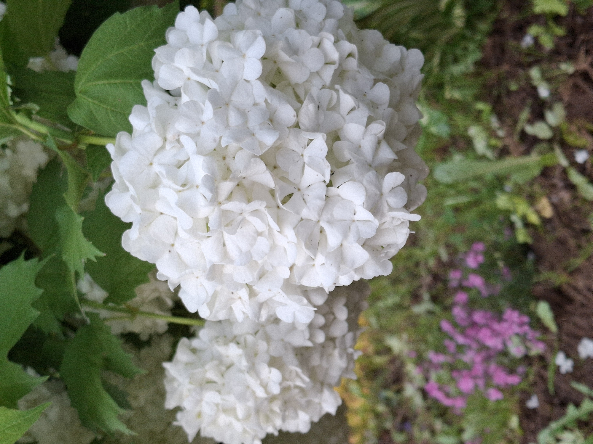 The media file displays a close-up, top-down view of a large cluster of white flowers, likely Viburnum opulus 'Roseum', commonly known as Snowball Bush. The flowers are densely packed, forming a roughly spherical shape, and appear to be in full bloom. Individual florets are small, white, and sterile, contributing to the full, fluffy appearance of the cluster.
To the left and partially obscuring the flowers are several broad, green leaves with visible venation, characteristic of the plant. Another, slightly out-of-focus cluster of white flowers is visible beneath the main subject.
The background is blurred, indicating a shallow depth of field, and shows a mix of green foliage, brown earth, and scattered patches of small, unfocused purple flowers, possibly ground cover. The lighting suggests it is daytime, with soft, diffused light, possibly overcast or the plant is in shade.
No specific activity or event is taking place, and no people or visible text are present. The setting appears to be an outdoor garden or natural environment. The location context is Chaikovsky, Russia.